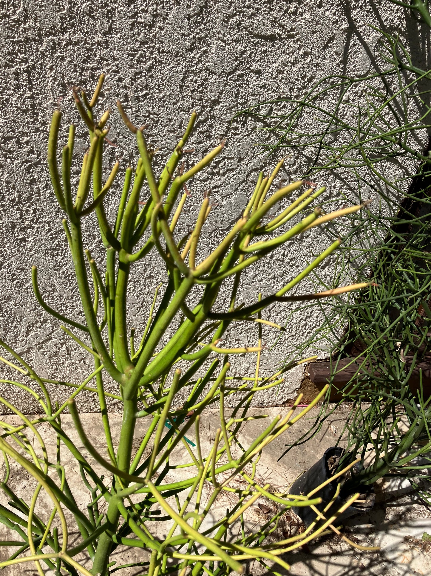 Euphorbia tirucalli Pencil Cactus/Succulent 35"Tall 20"Wide #101P