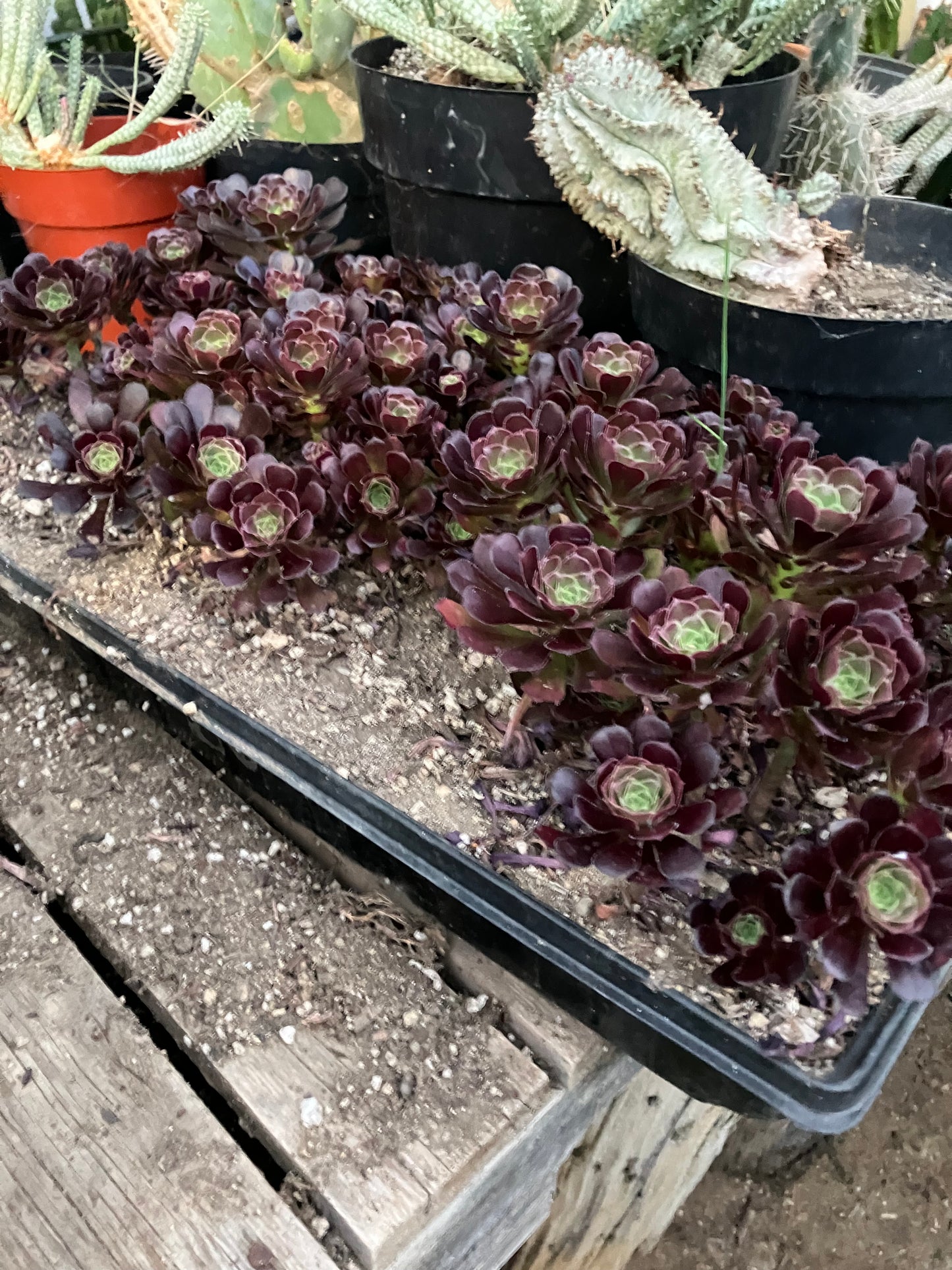 Red Aeoniums "Jack Catlin" Eight (8) Starters 4"-6" Tall Rooted Rosettes