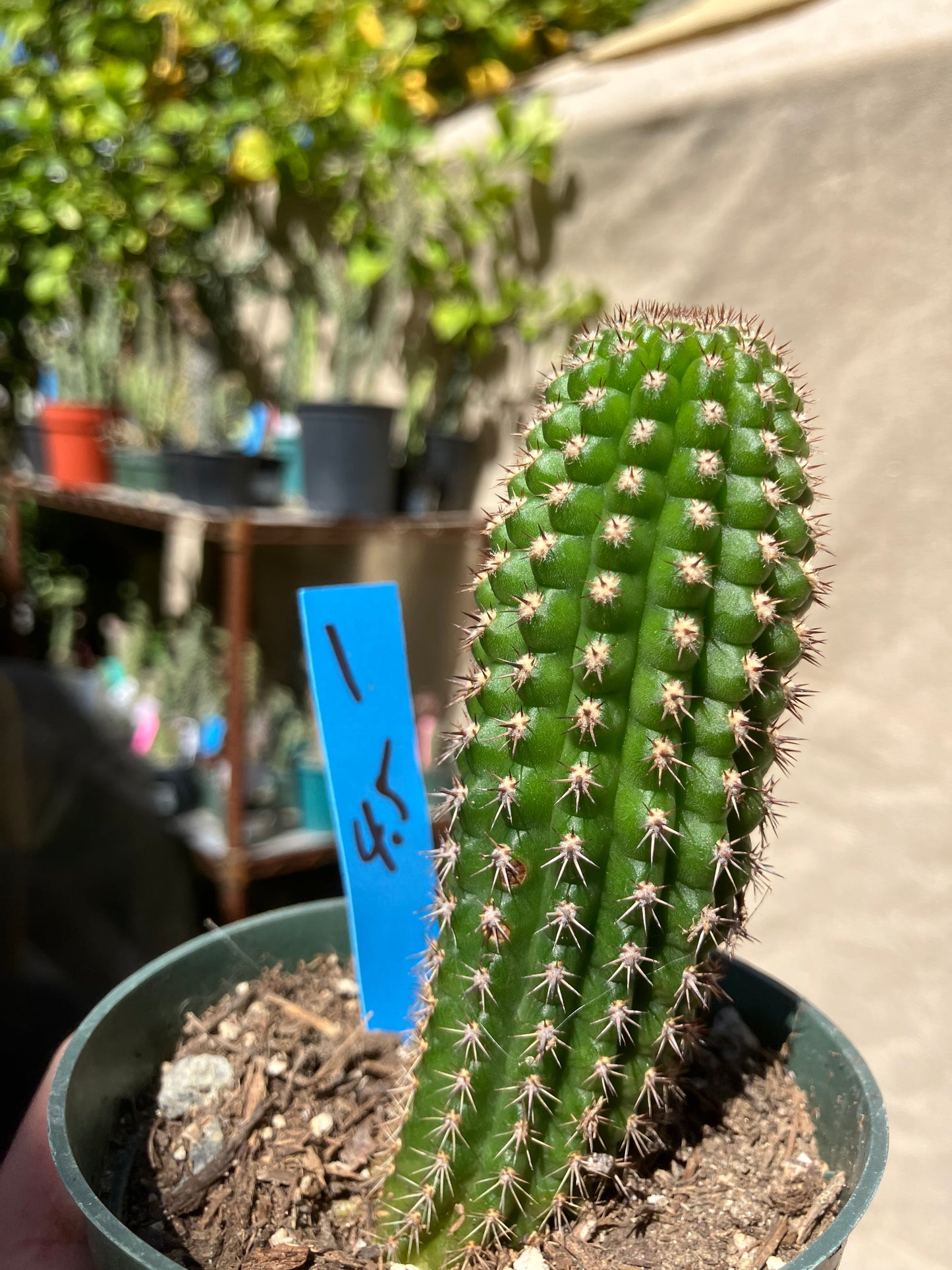 Pachycereus pecten-aboriginum  Indian Comb Cactus 4"Tall #2G