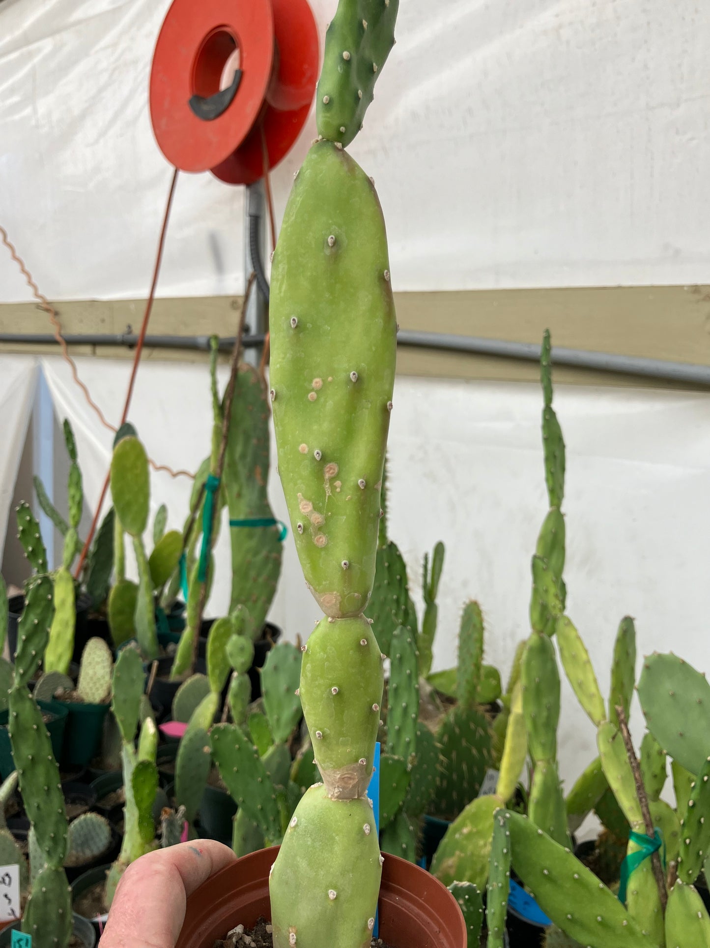 Opuntia canterae elata Ground Crawler 12"Tall #112B