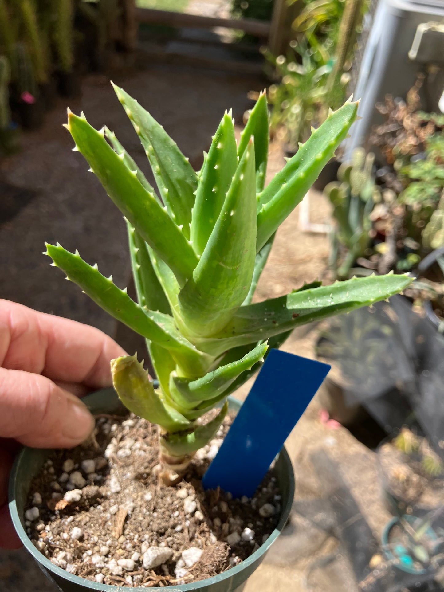 Aloe nobilis Green Succulent 6" Tall #06B