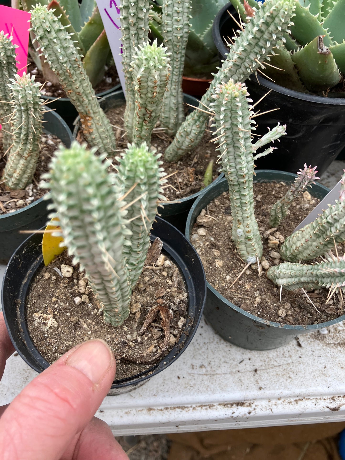 Euphorbia mammillarias variegata Corn Cob 4"Tall #16Y