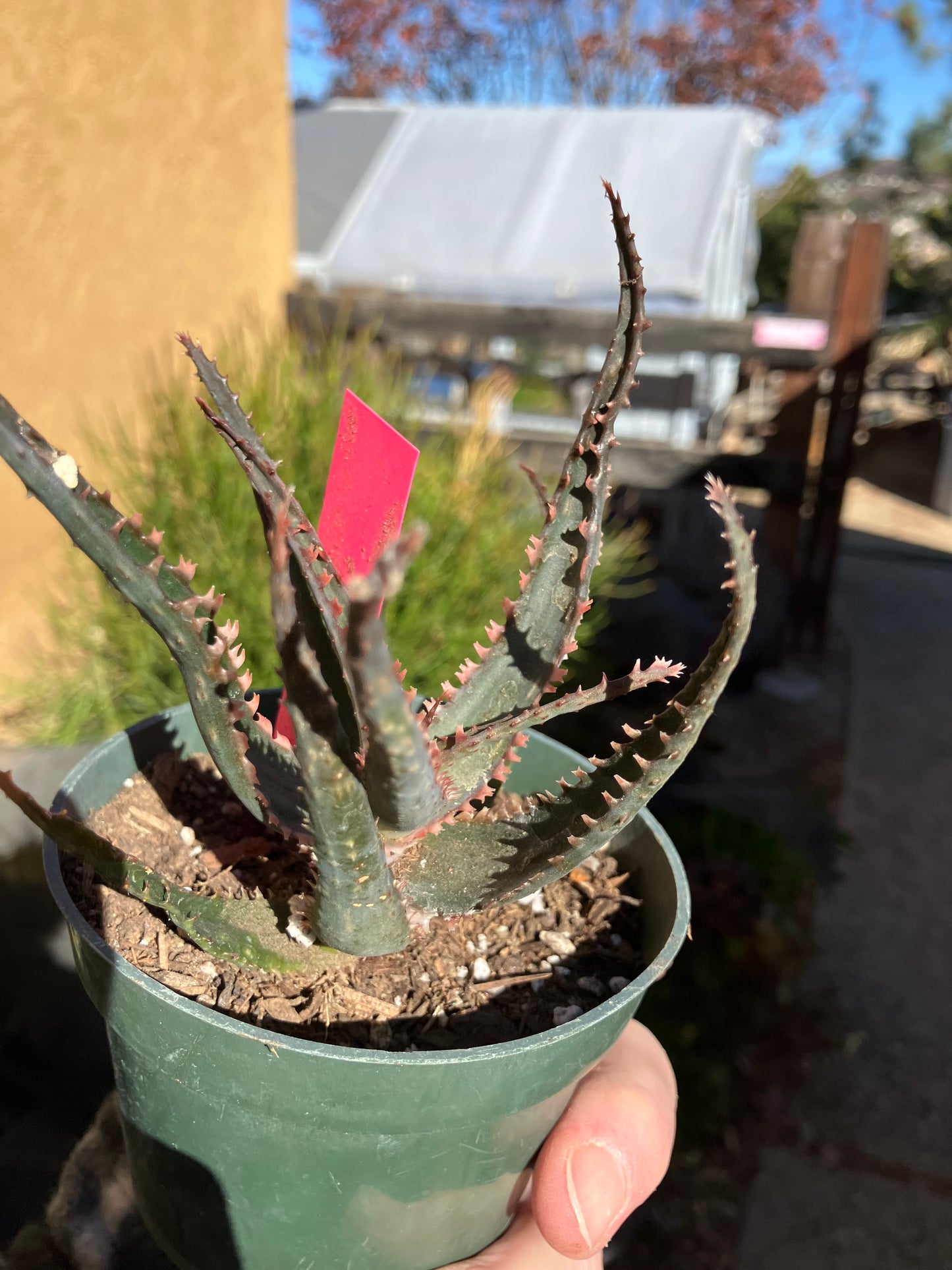 Aloe  Swordfish Succulent 4"Wide #1P