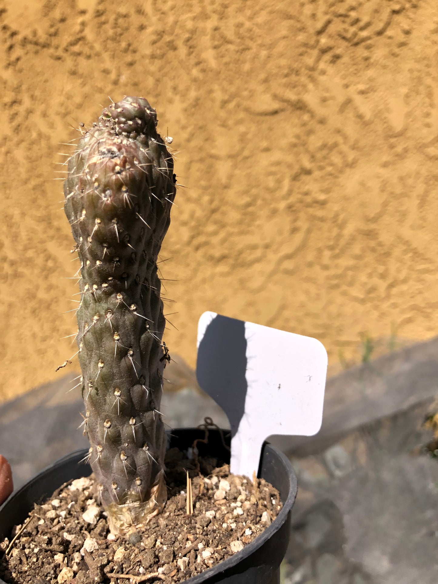 Cylindropuntia fulgida Cholla Boxing Glove Cactus Crest 5"Tall #15W
