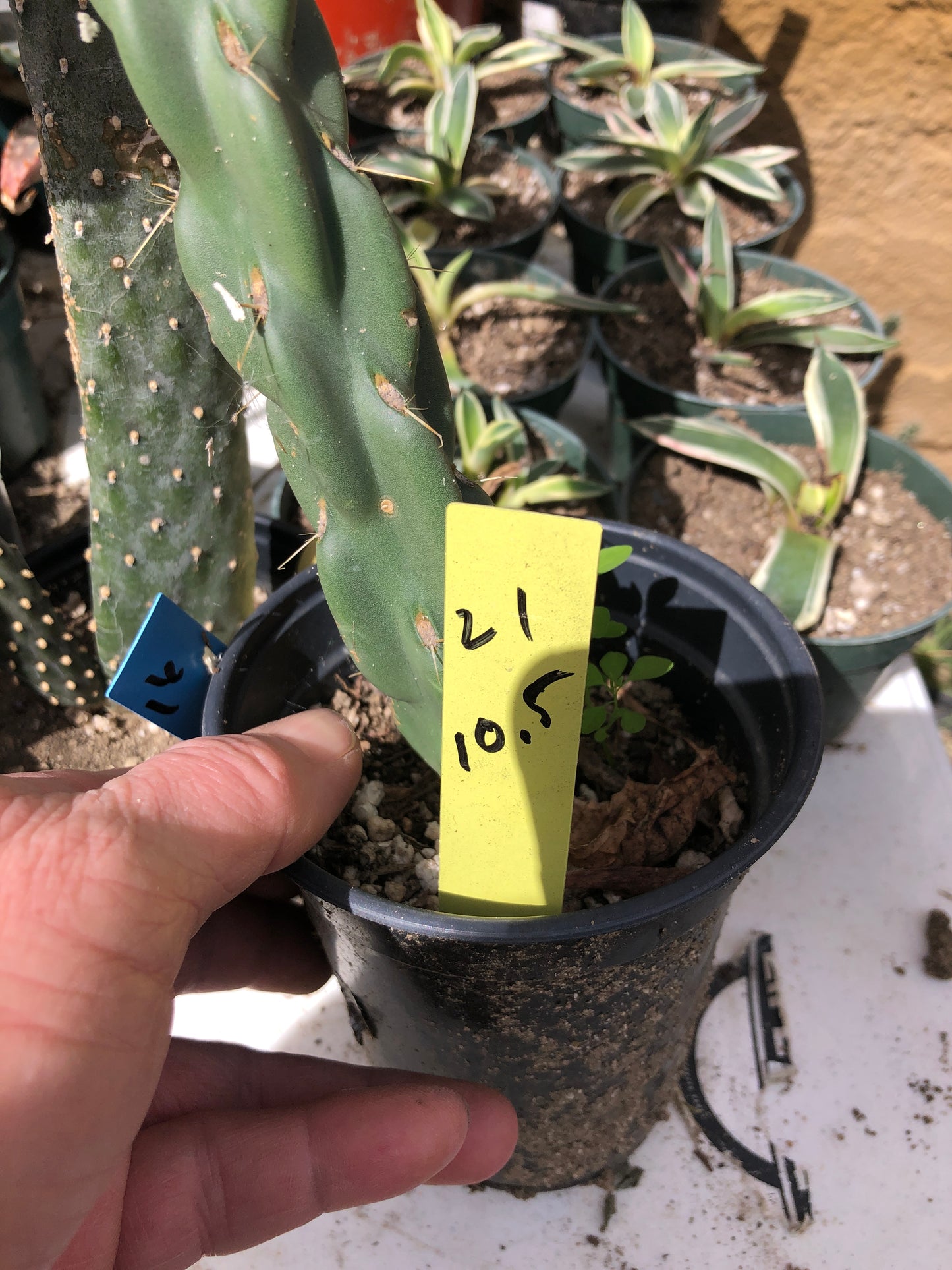 Cholla Cylindropuntia  Buckhorn 10.5”Tall #21Y