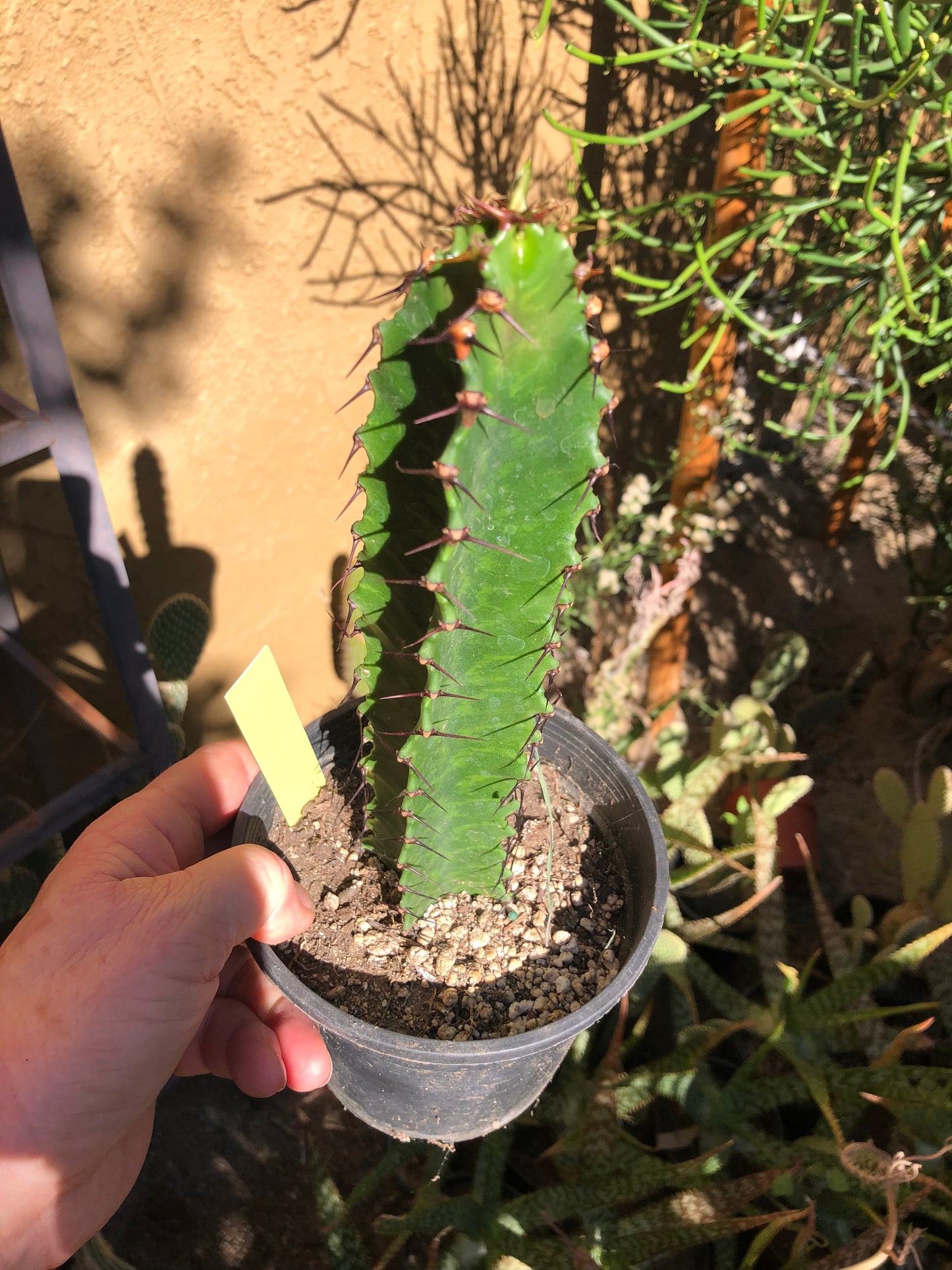 Euphorbia ingens Candelabra Tree 9”Tall #91Y