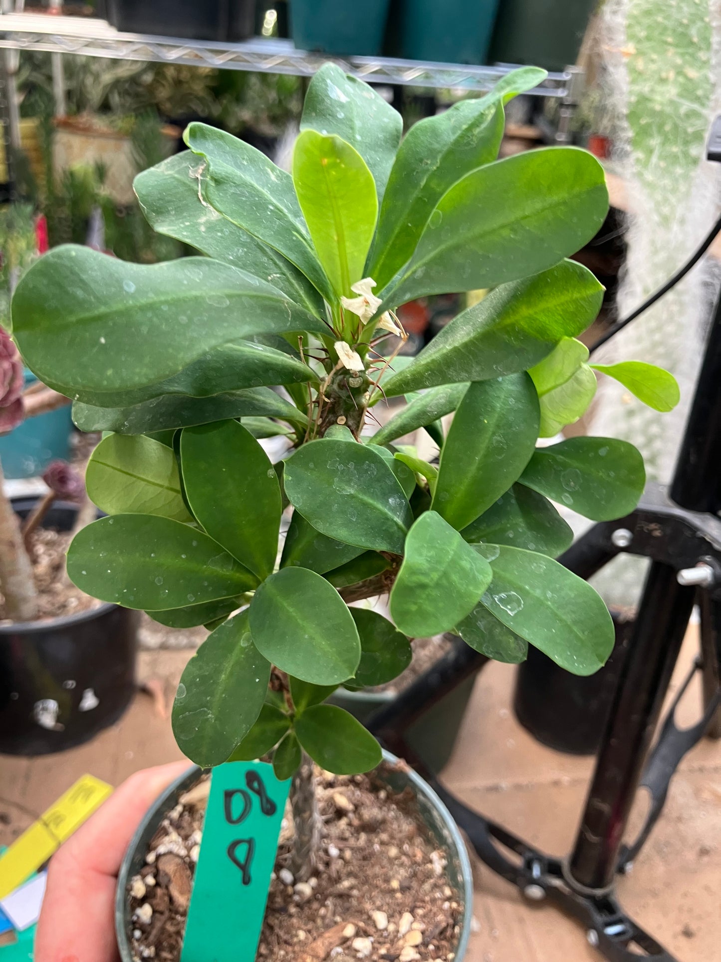 Euphorbia milii White Crown of Thorns No Roots Yet 8"Tall  #08G