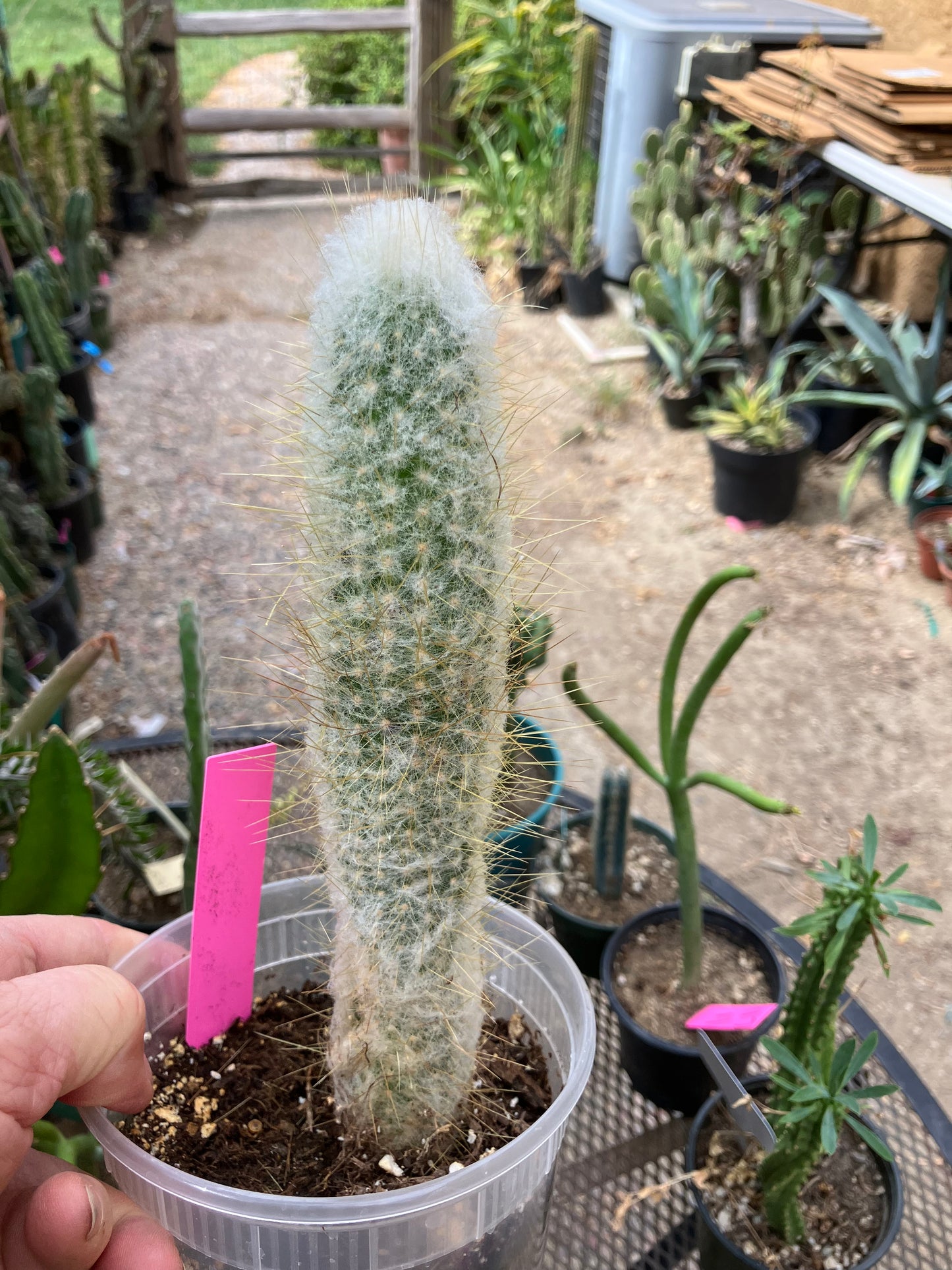 Cleistocactus Strausii Silver Torch Cactus 8”Tall #180