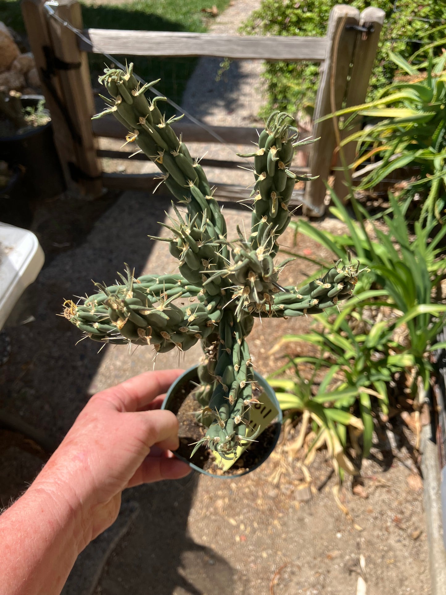 Cholla Cylindropuntia  Buckhorn  Cactus 12”Tall #011Y