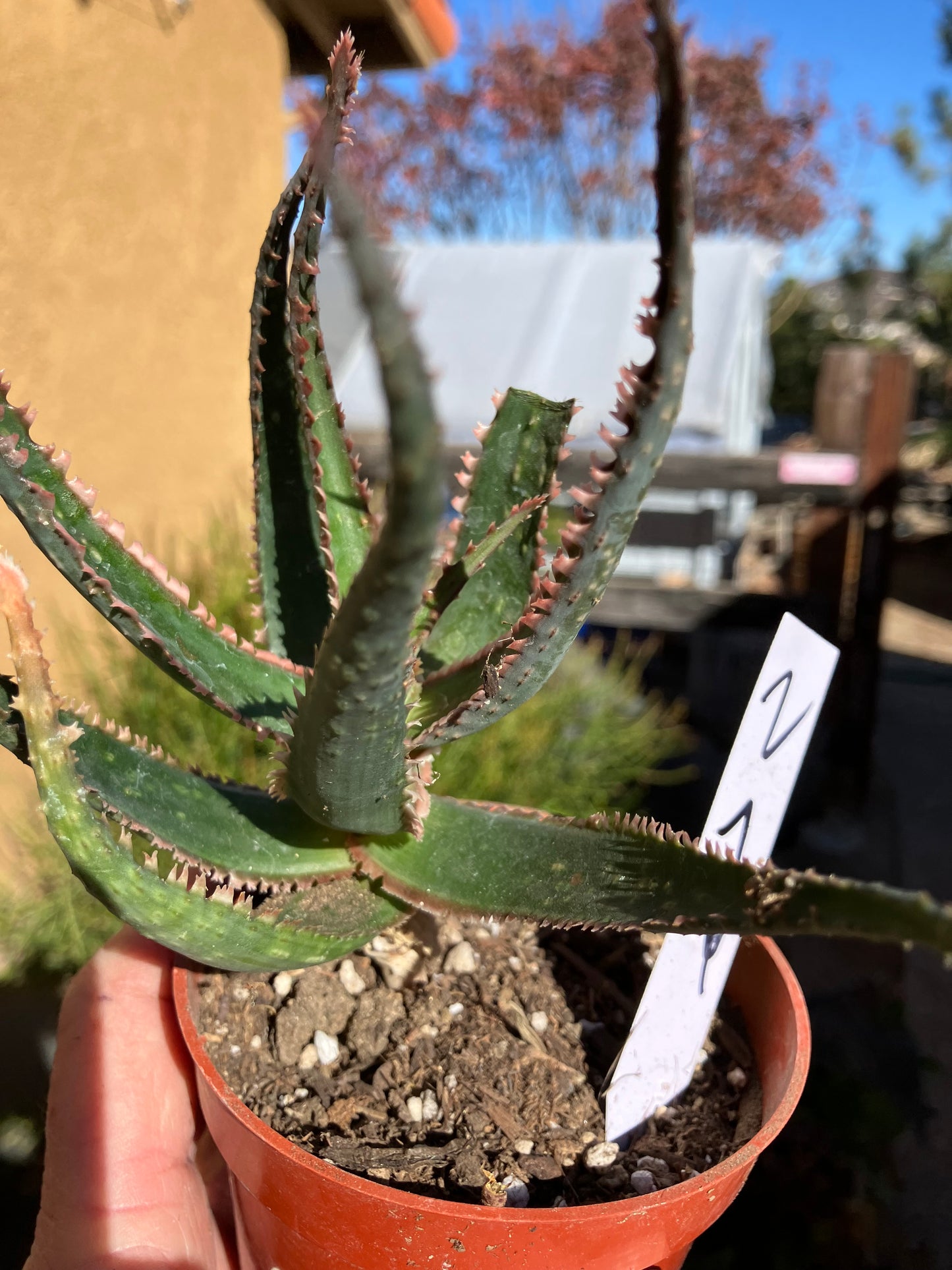 Aloe  Swordfish Succulent 7" Wide #2W