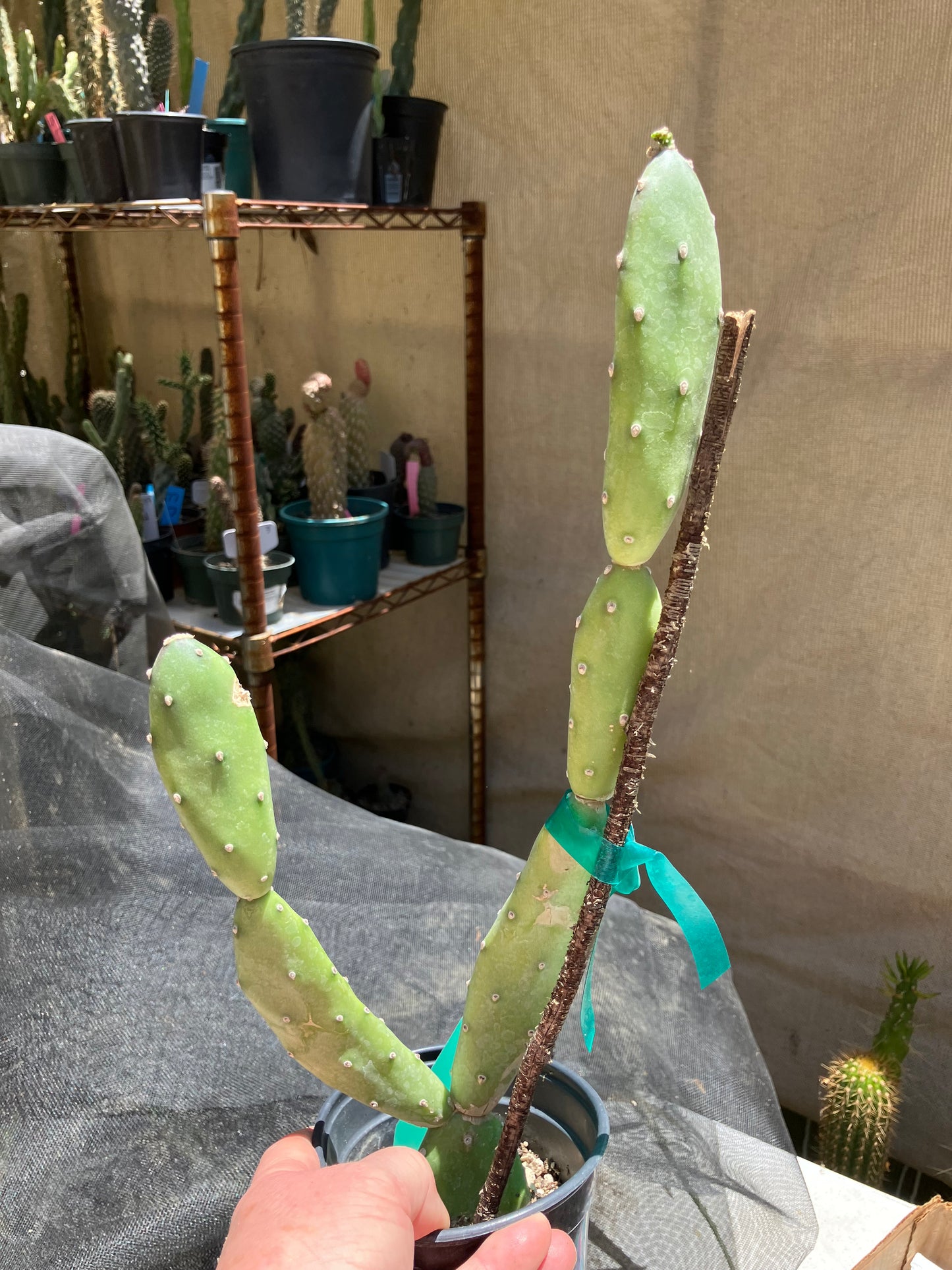 Opuntia canterae elata Cactus15" Tall #151G*