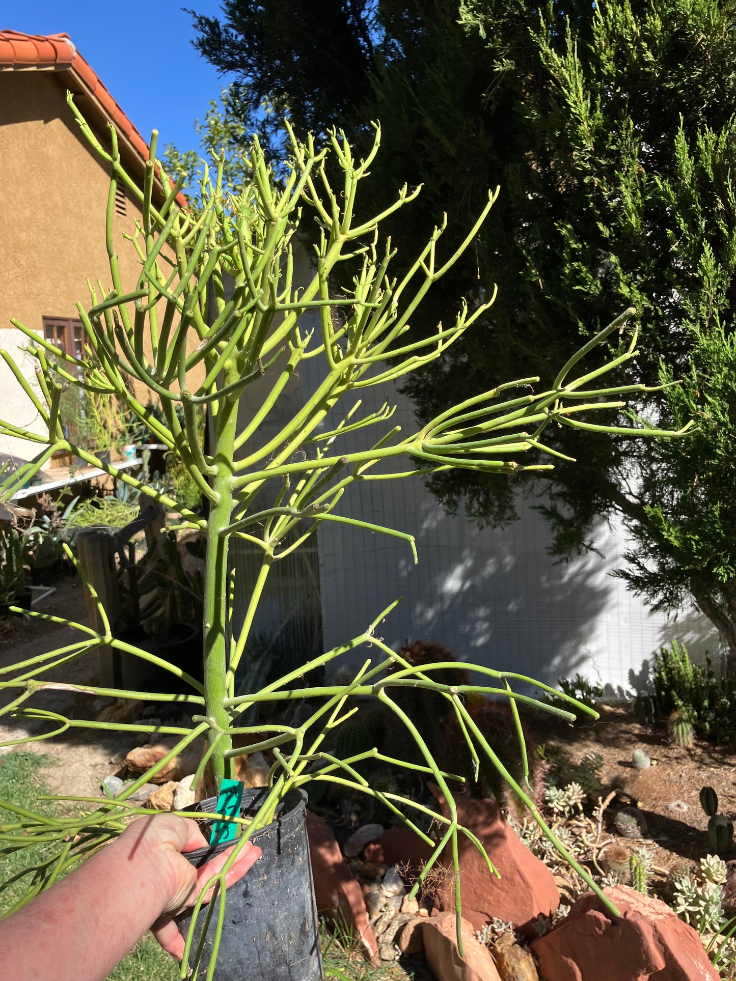 Euphorbia tirucalli Pencil Cactus/Succulent 27"Tall 23"Wide #24G