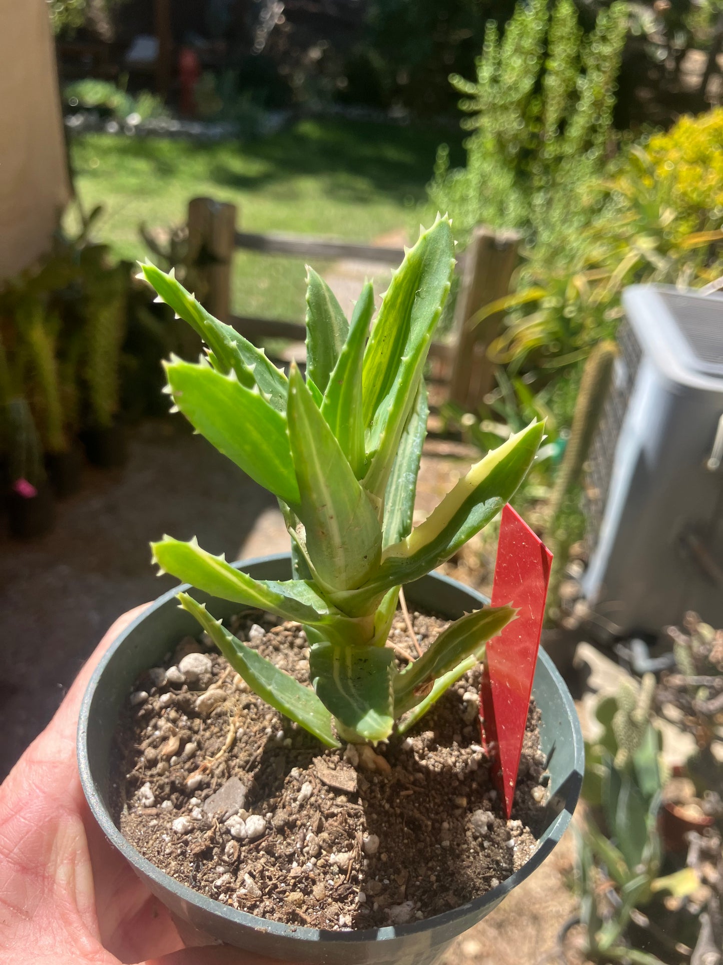 Aloe nobilis Variegated Succulent 3" Tall #R