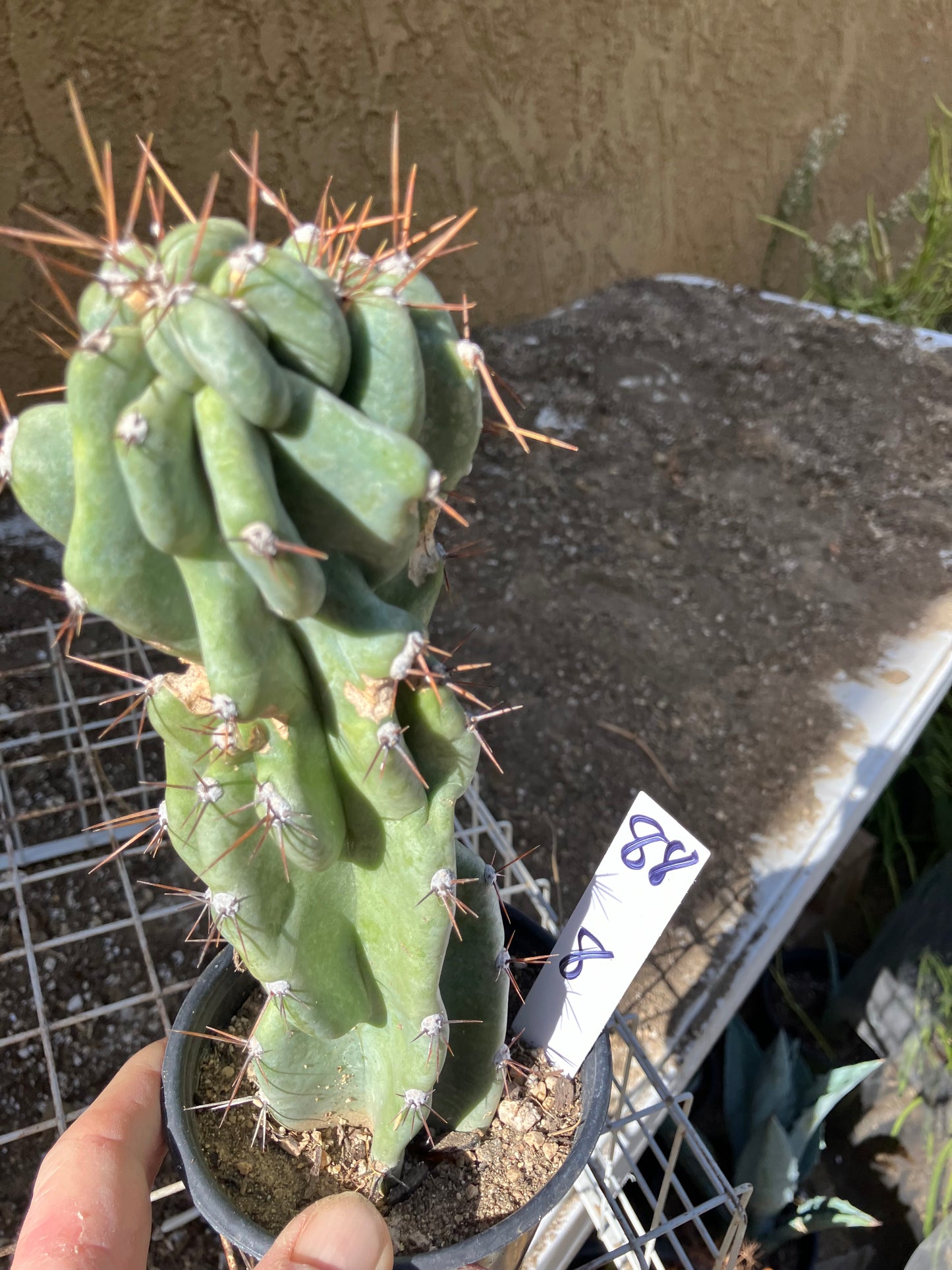 Cereus Peruvianus Monstrose Night Blooming 8”Tall #88W