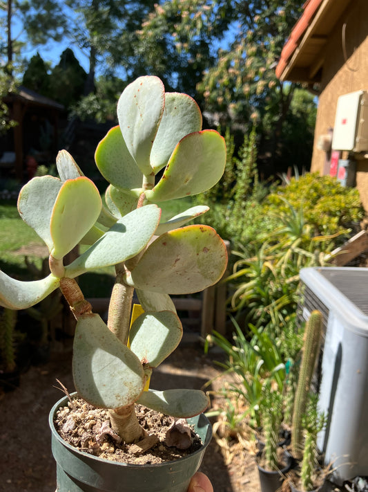 Crassula arborescens Silver Dollar 9"Tall #9Y