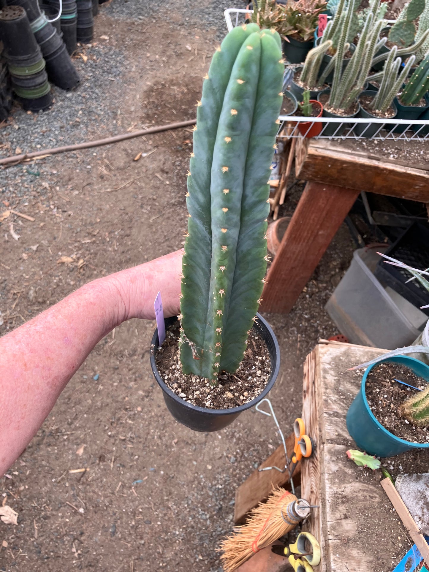 San Pedro Cactus - Trichocereus pachanoi 13.5"Tall #1Pu