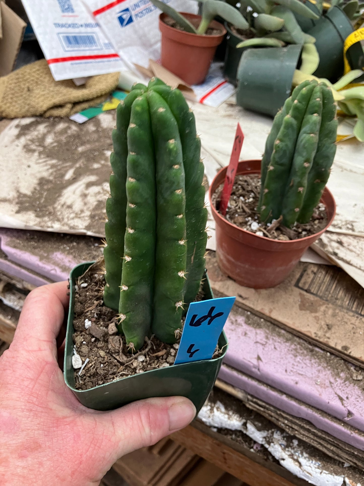 San Pedro Cactus  Trichocereus pachanoi 6"Tall #66B