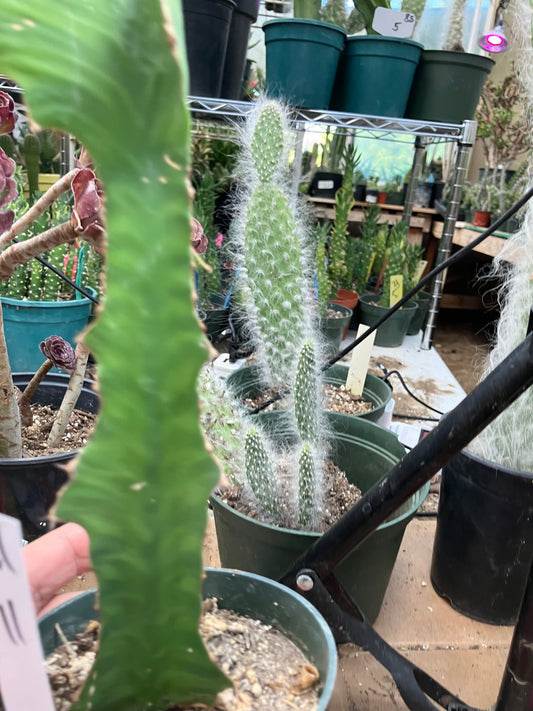 Euphorbia pseudocactus Zig Zag 11”Tall #011W