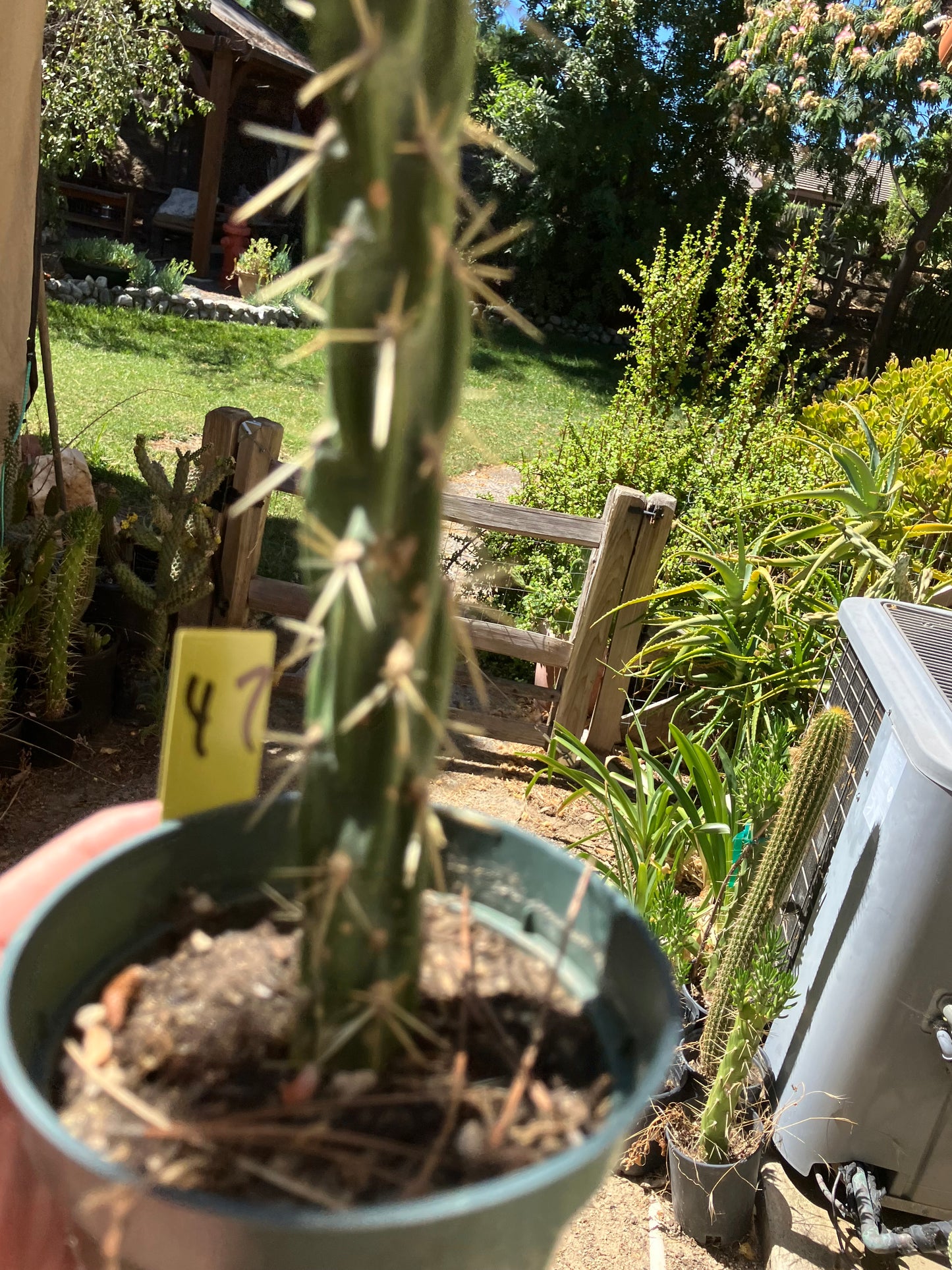 Cholla Cylindropuntia  Buckhorn  Cactus 10”Tall #47Y