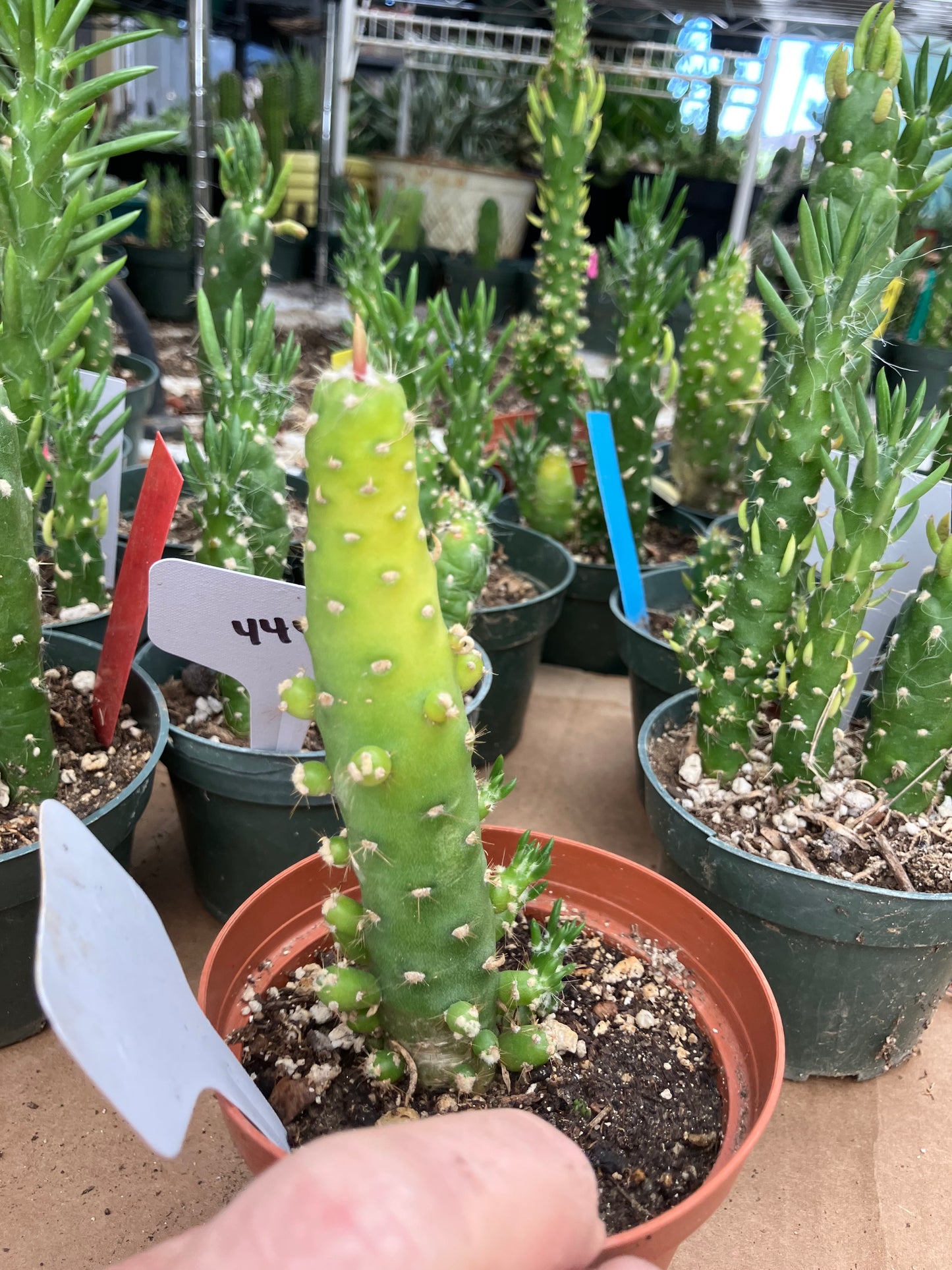 Austrocylindropuntia Cactus Gumbi Mini Eve's Needle 5"Tall #300W