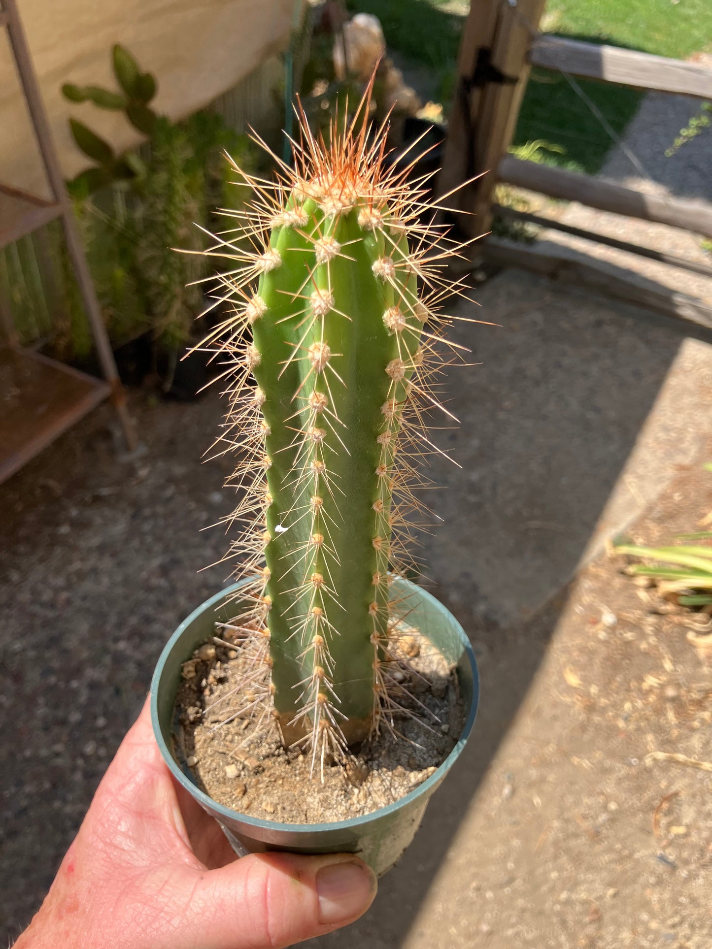 Pilosocereus gounellei Xique Cactus 7" Tall #77P