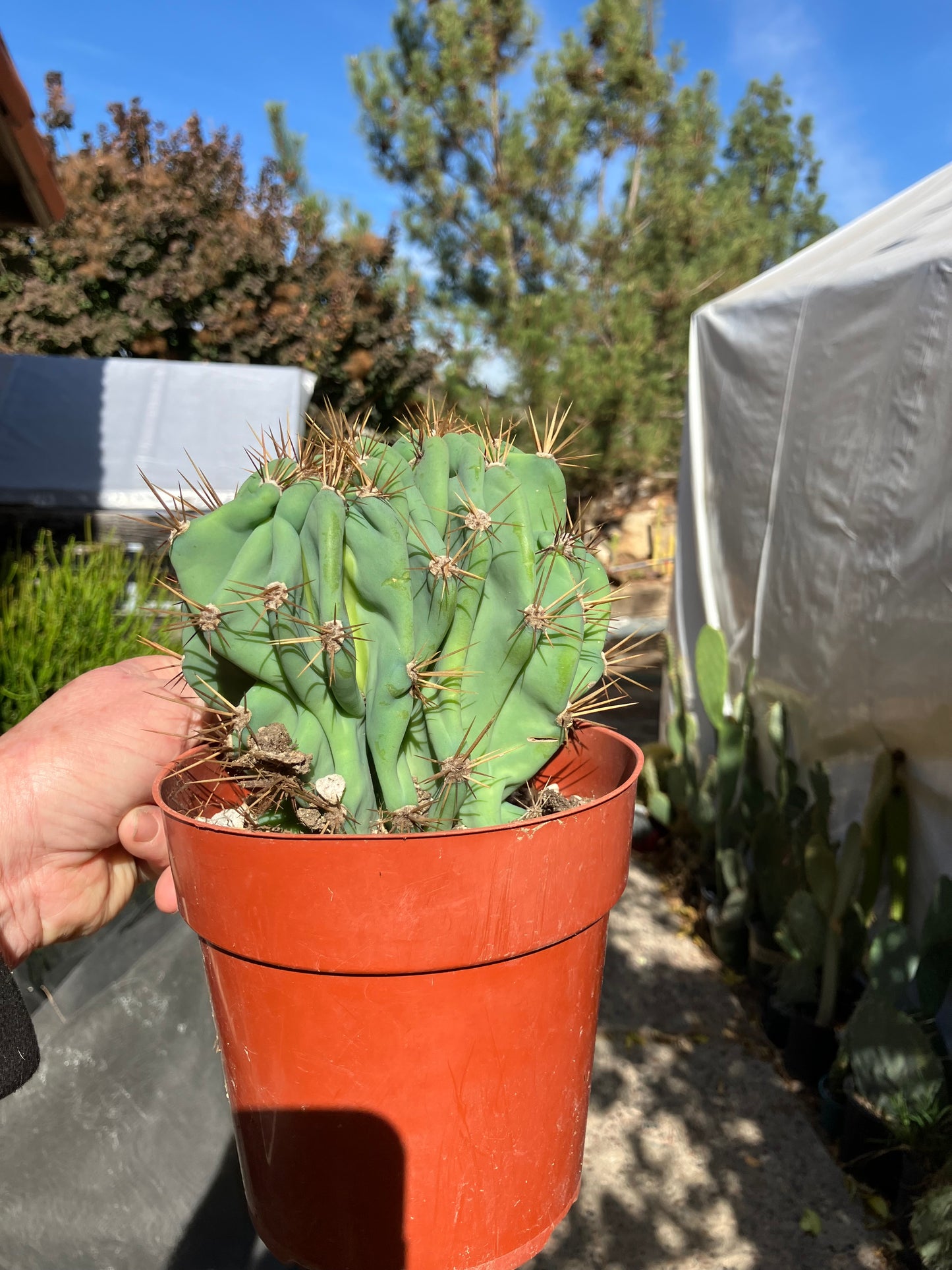 Cereus Peruvianus Monstrose Night Blooming 5" Tall 5.5"Wide #555Y