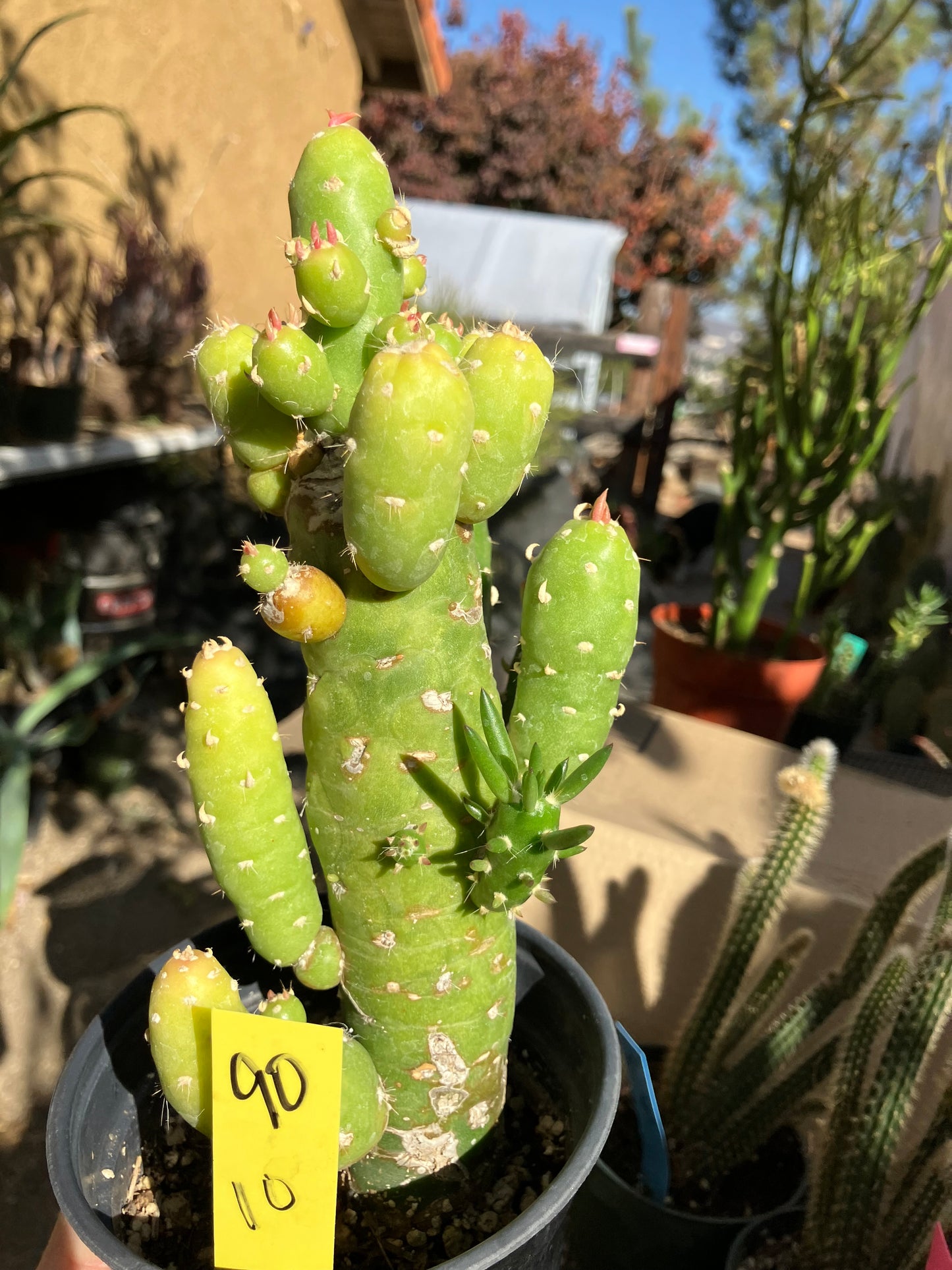 Austrocylindropuntia Cactus Gumbi Mini Eve's Needle 10"Tall #90Y