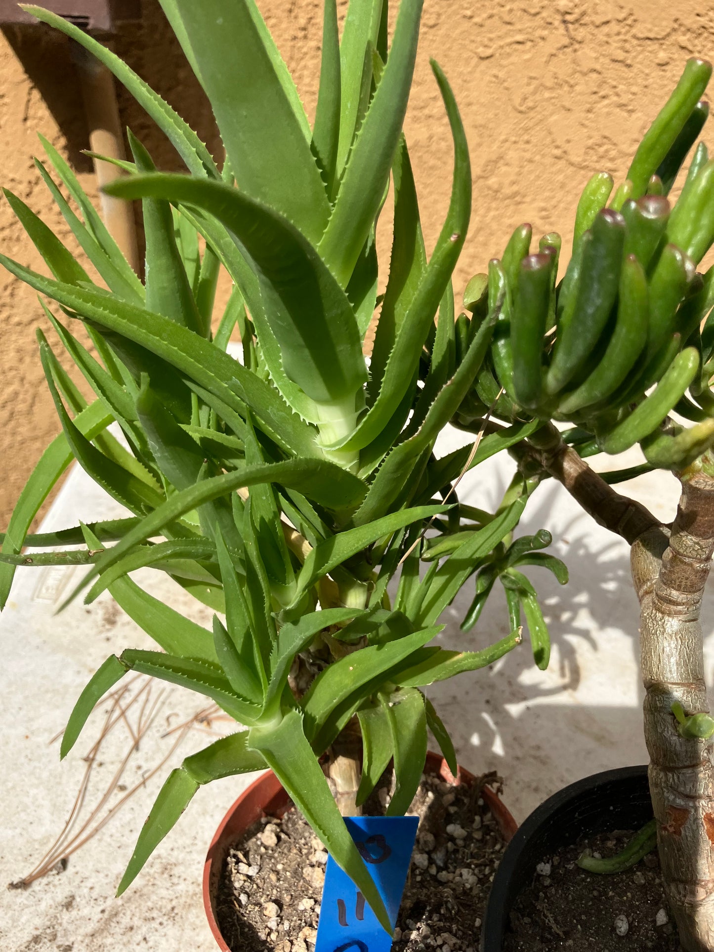 Aloe Ciliaris x Delaeti Hybrid Climbing Succulent 11”Tall 7"Wide #113B