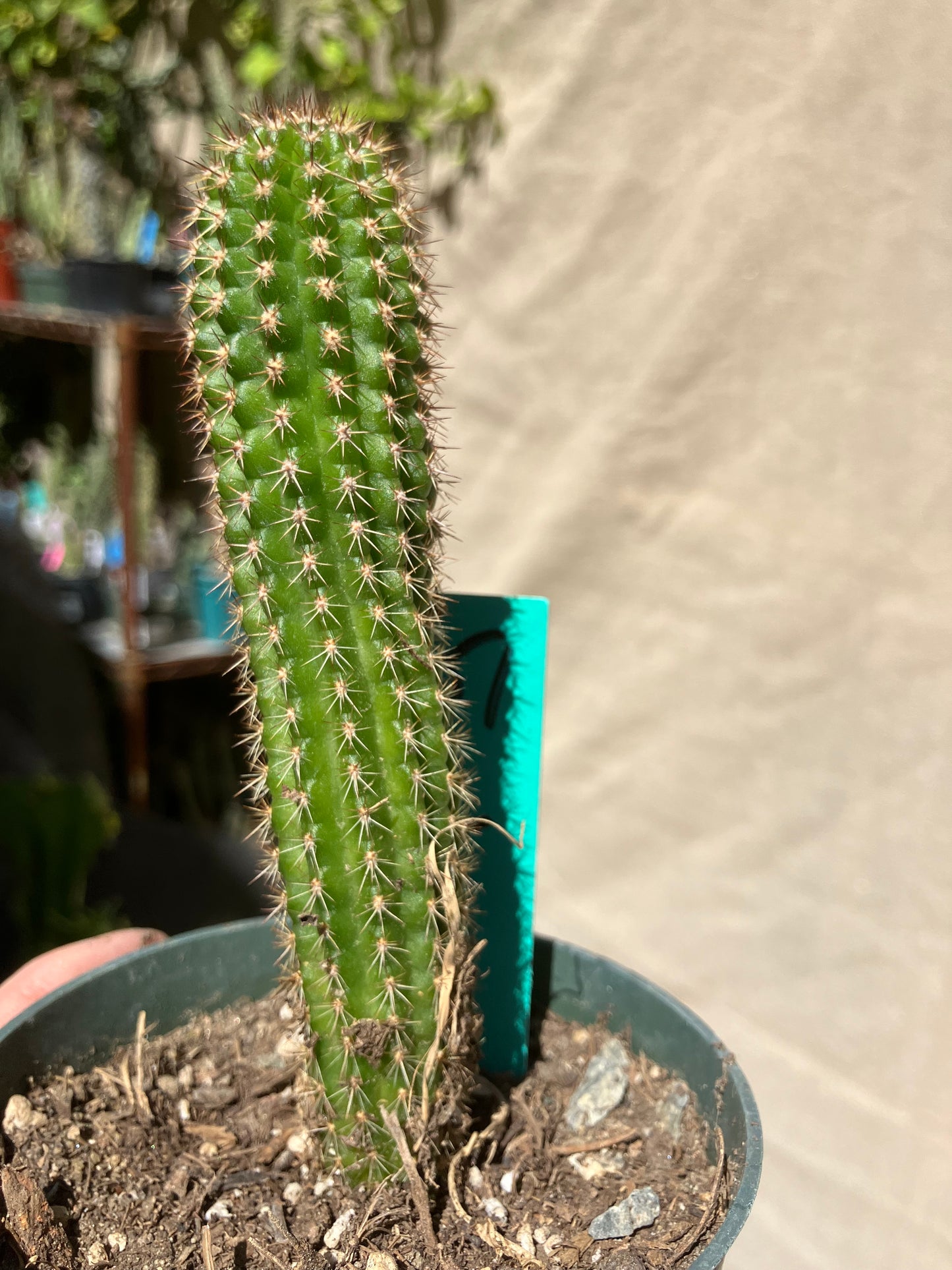 Pachycereus pecten-aboriginum
 Indian Comb Cactus 5"Tall #51G