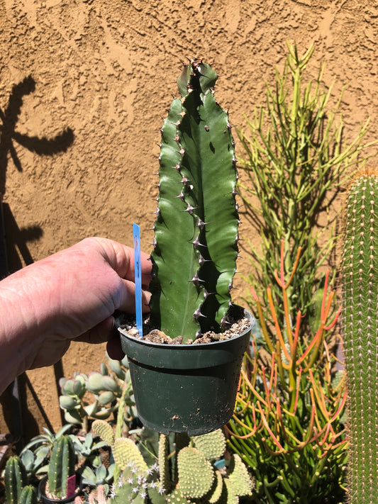 Euphorbia ingens Chocolate Drop 8”Tall #16B