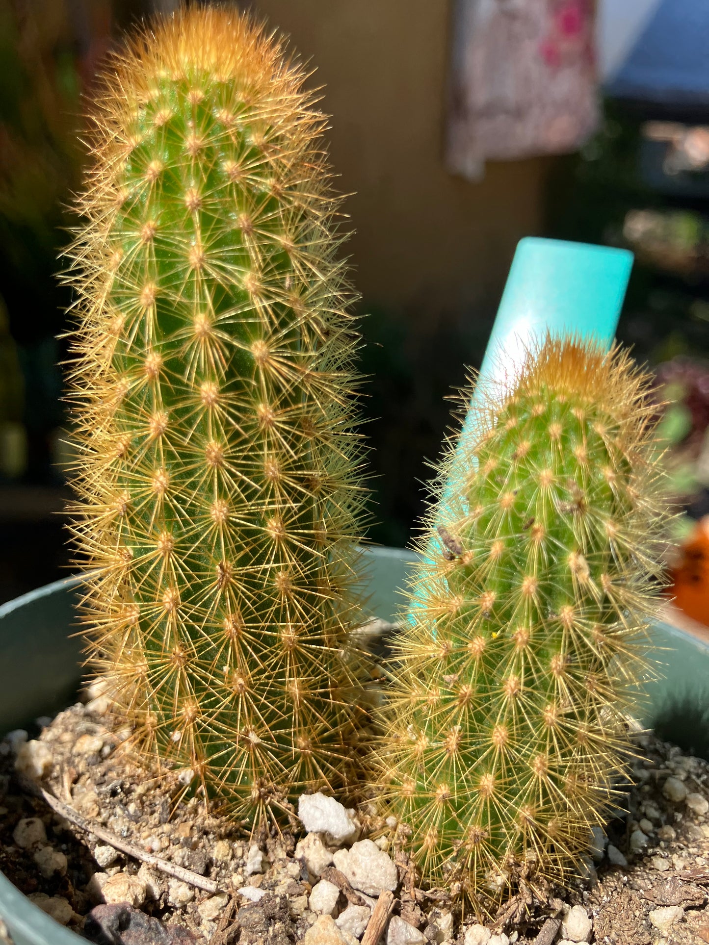 Cleistocactus winteri Golden Rat Tail Cactus 3”Tall #3G