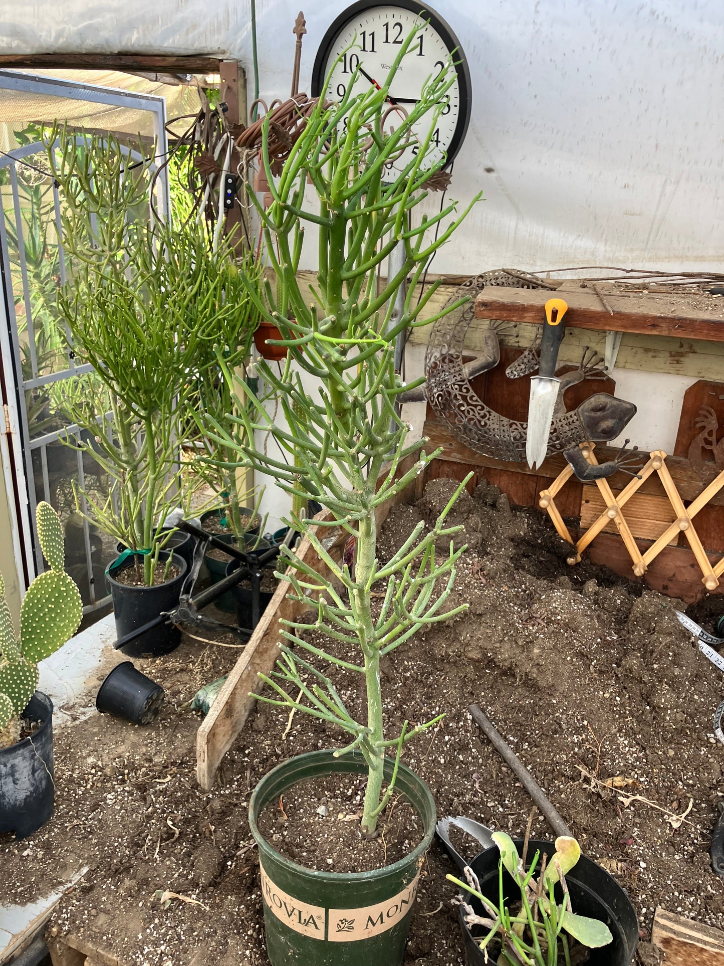 Euphorbia tirucalli Fire Stick 36"Tall 11"Wide #7G