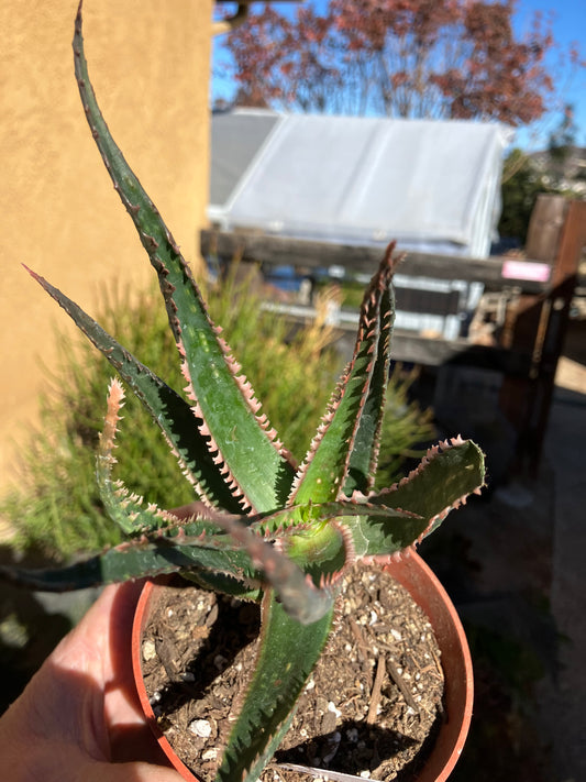 Aloe  Swordfish Succulent 7" Wide #2W