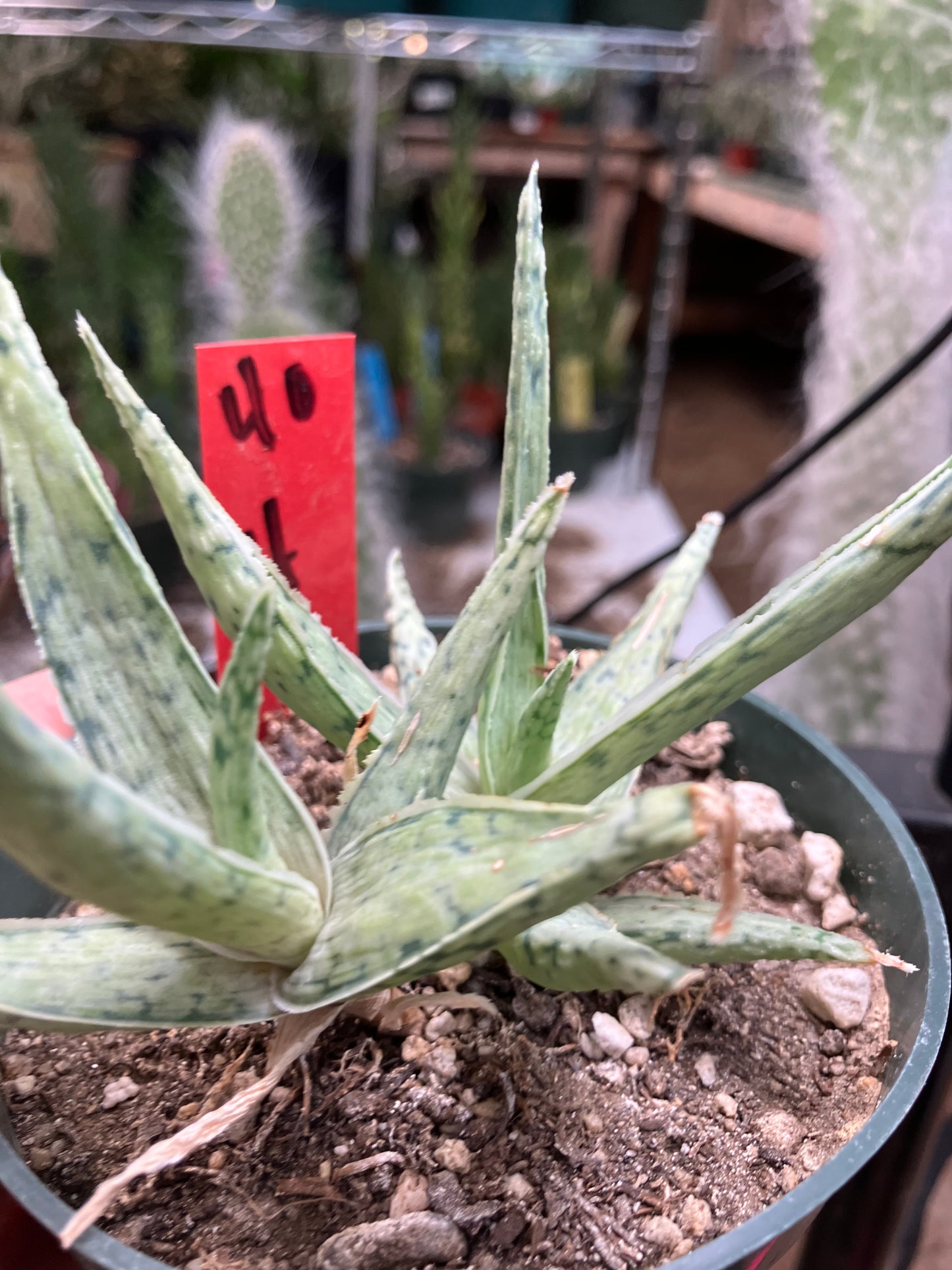 Aloe Hybrid Snow Drift Succulent 4”Wide #40R