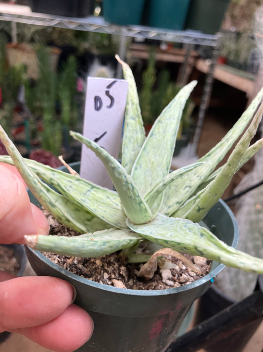 Aloe Hybrid Snow Drift Succulent 5”Wide #05W