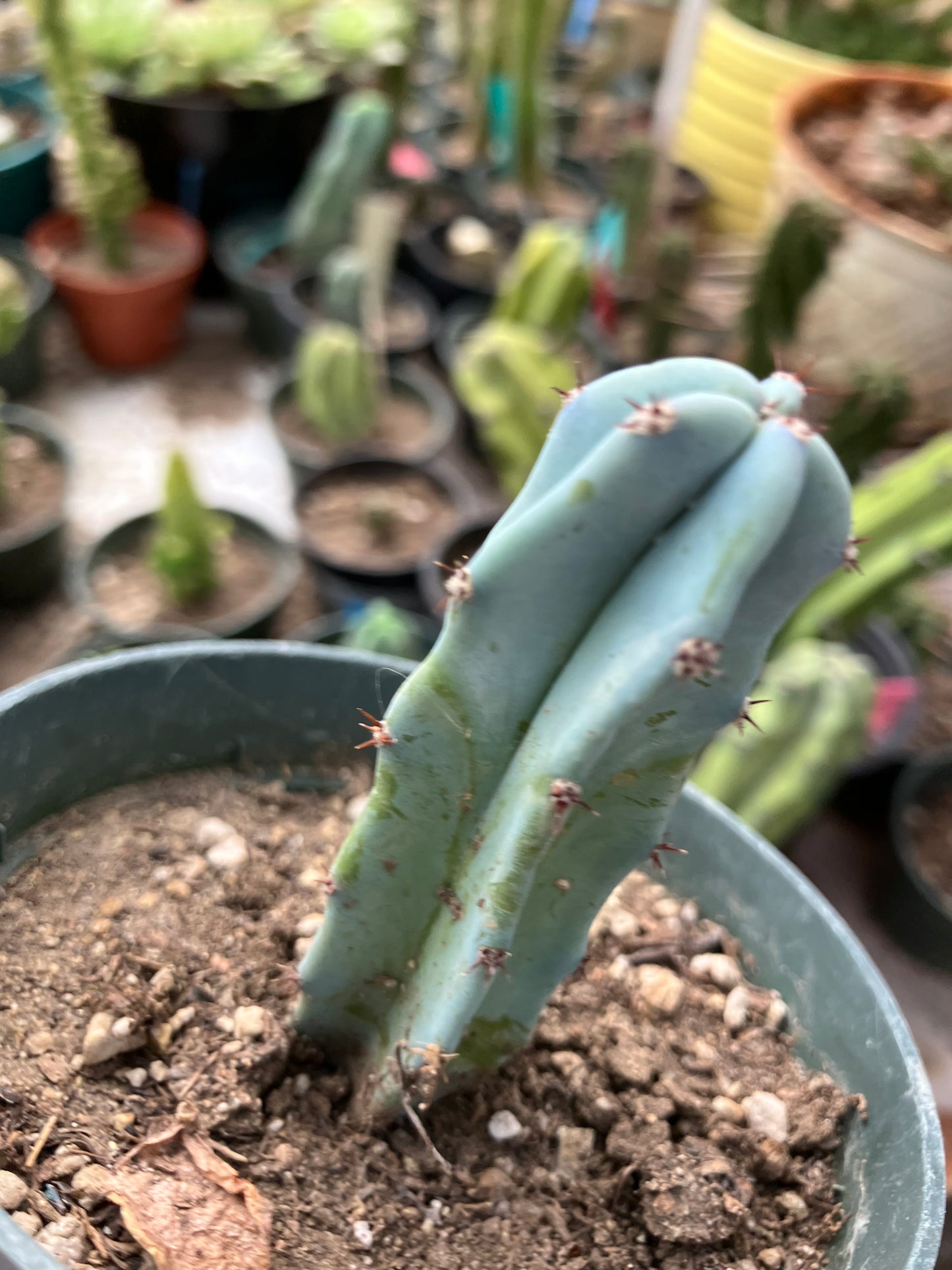 Myrtillocactus geometrizans Blue Myrtle Cactus 3"Tall #32P