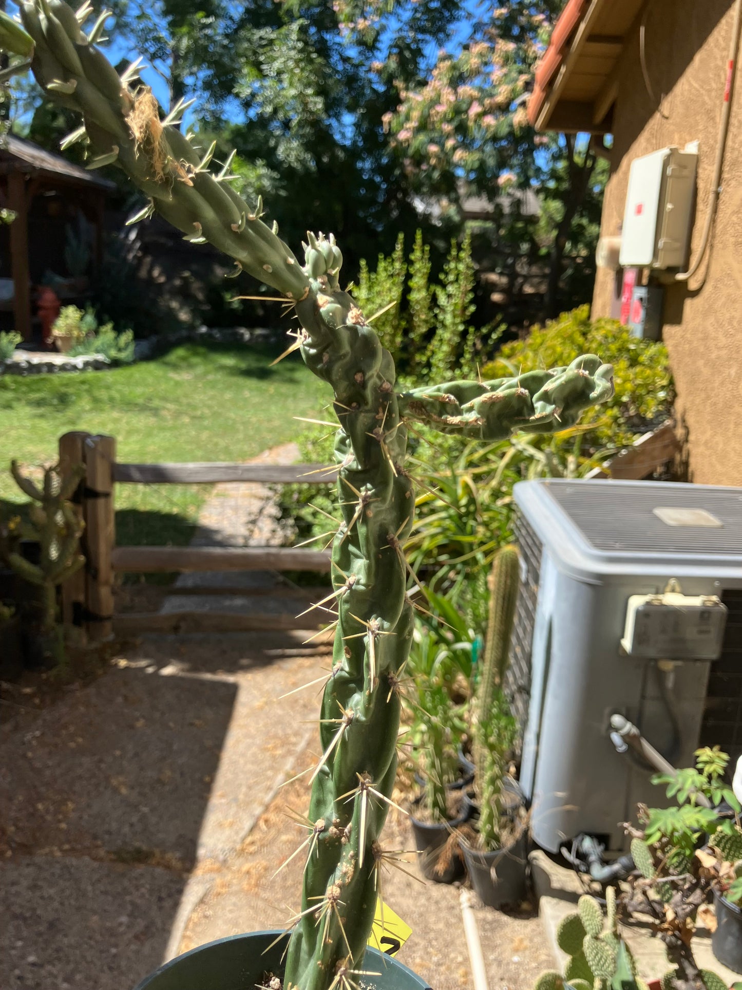 Cholla Cylindropuntia  Buckhorn  Cactus 10”Tall #47Y