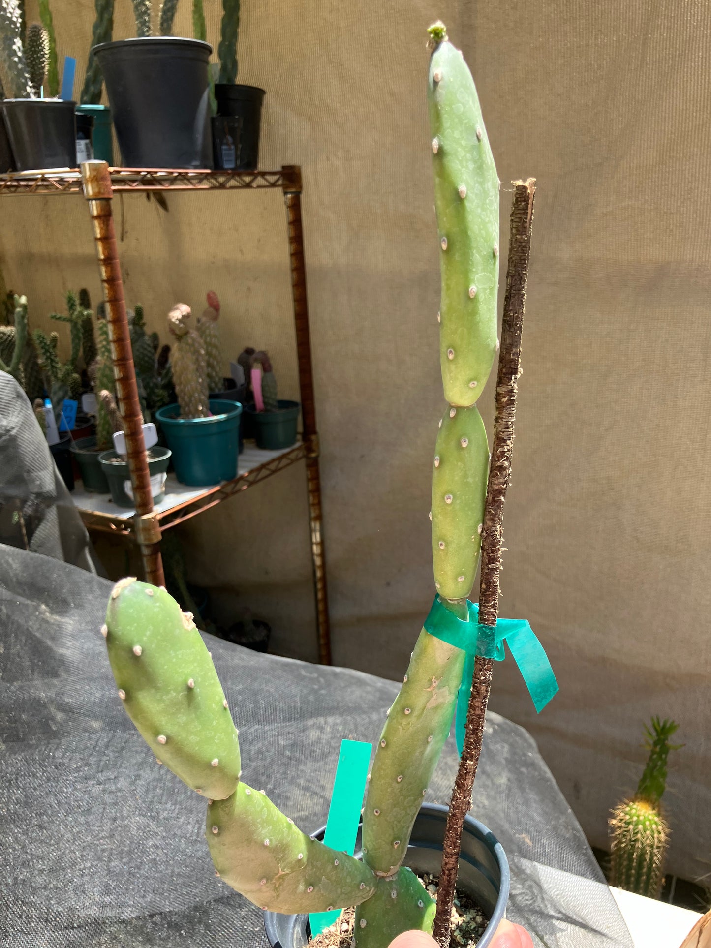 Opuntia canterae elata Cactus15" Tall #151G*