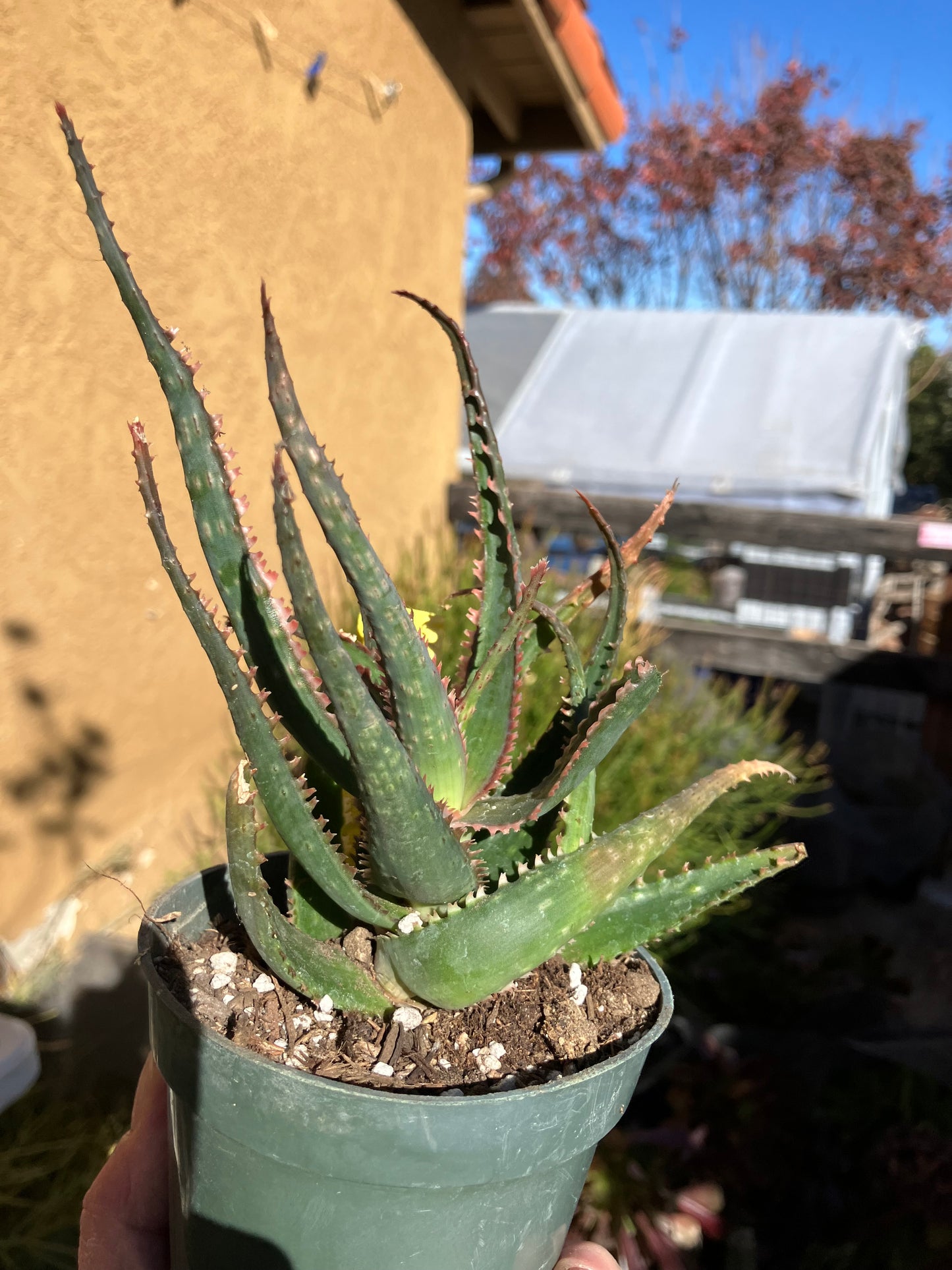 Aloe  Swordfish Succulent 6" Wide #5Y