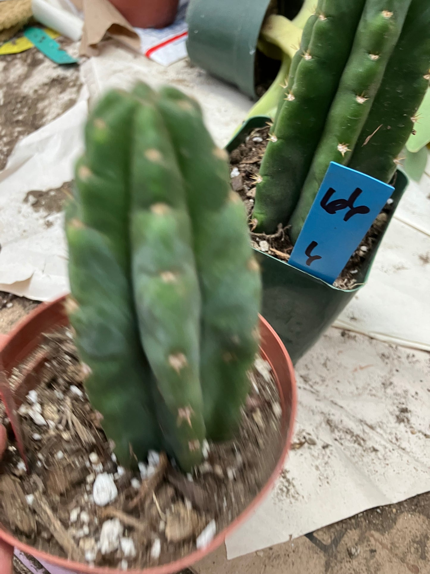 San Pedro Cactus  Trichocereus pachanoi 4.5"Tall #54R