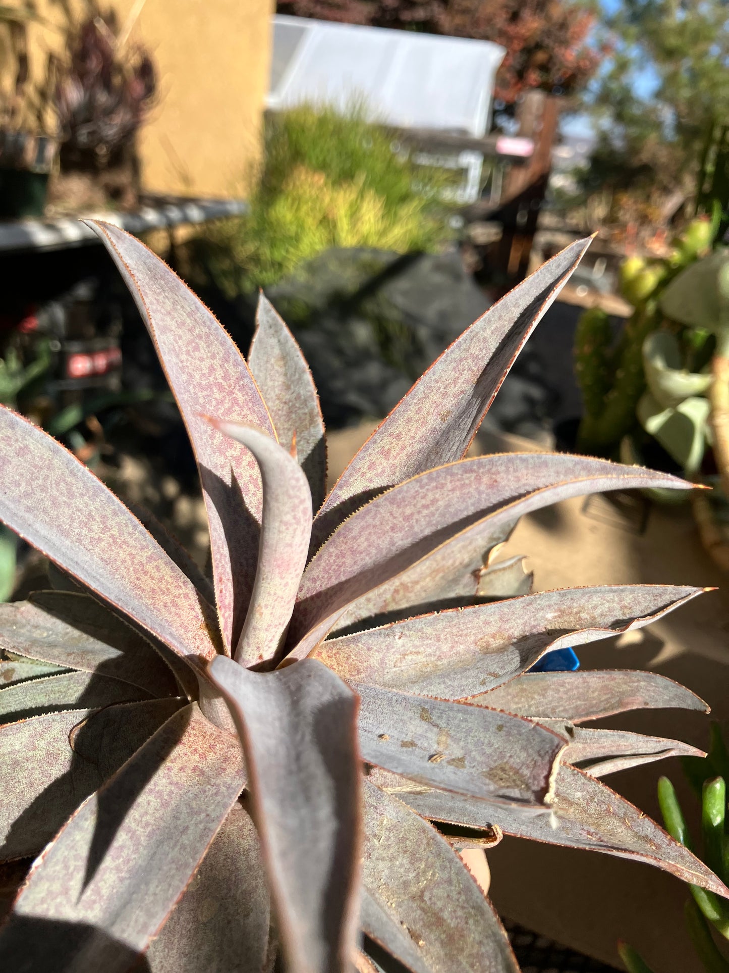 Agave hybrid Mangave Macho Mocha Succulent 6" Wide #60B