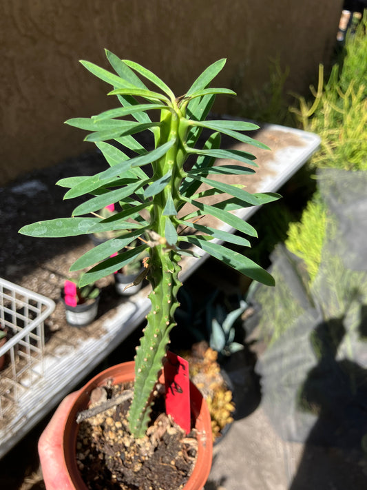 Euphorbia loricata African Palm Tree 10"Tall #4R