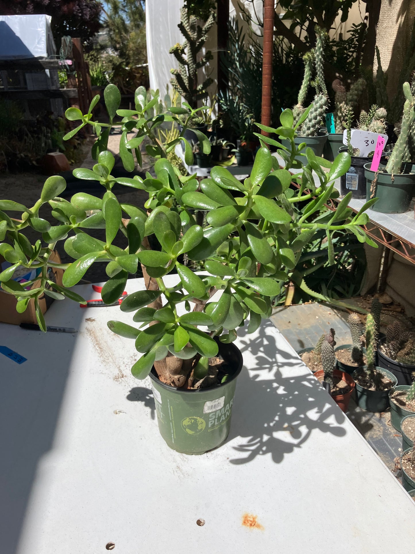 Crassula Ovata Money Jade 17”T 18”W #178B