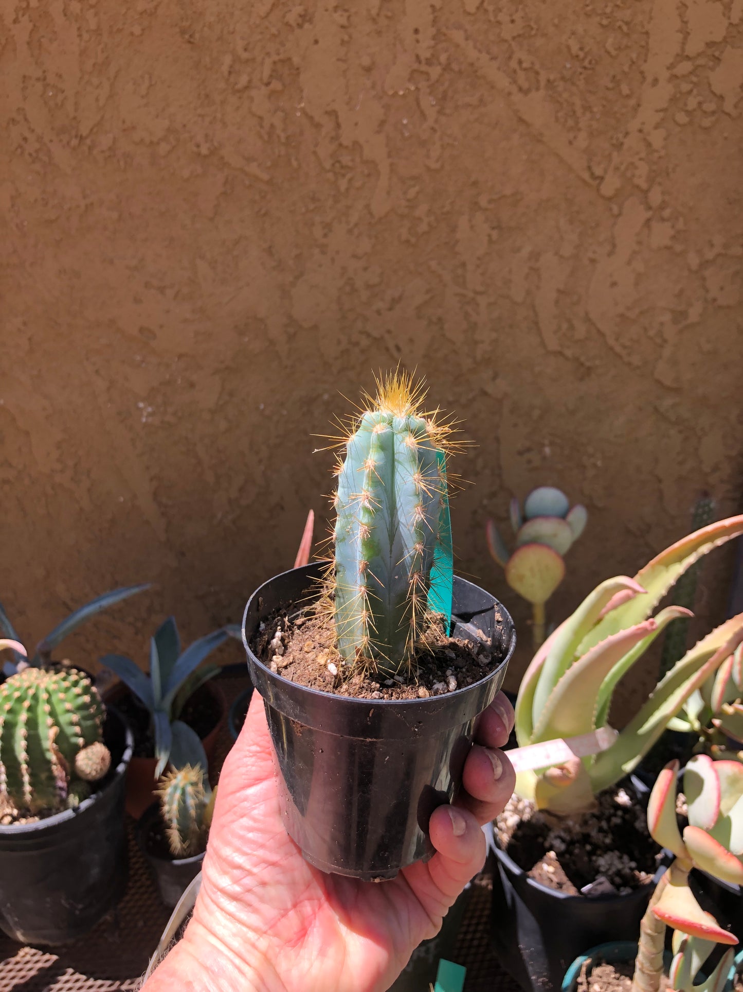 Pilosocereus Blue Azureus Cactus 4"Tall #45G