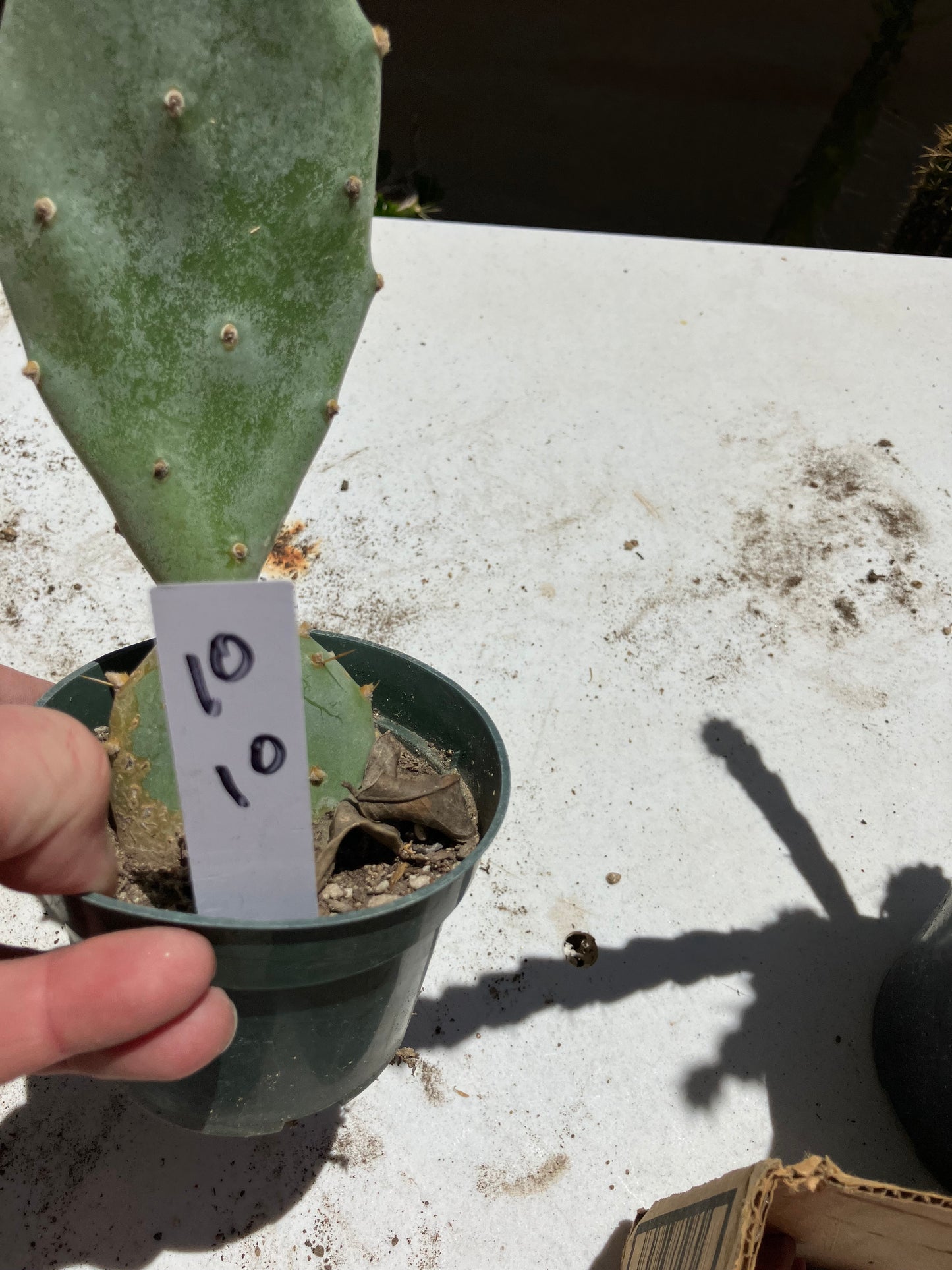 Opuntia Hybrid Cartwheel  "Hybrid Prickly Pear" 10"Tall #10W
