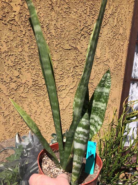 Sansevieria Mother in Law Tongue/Snake Plant 16” Tall #190G