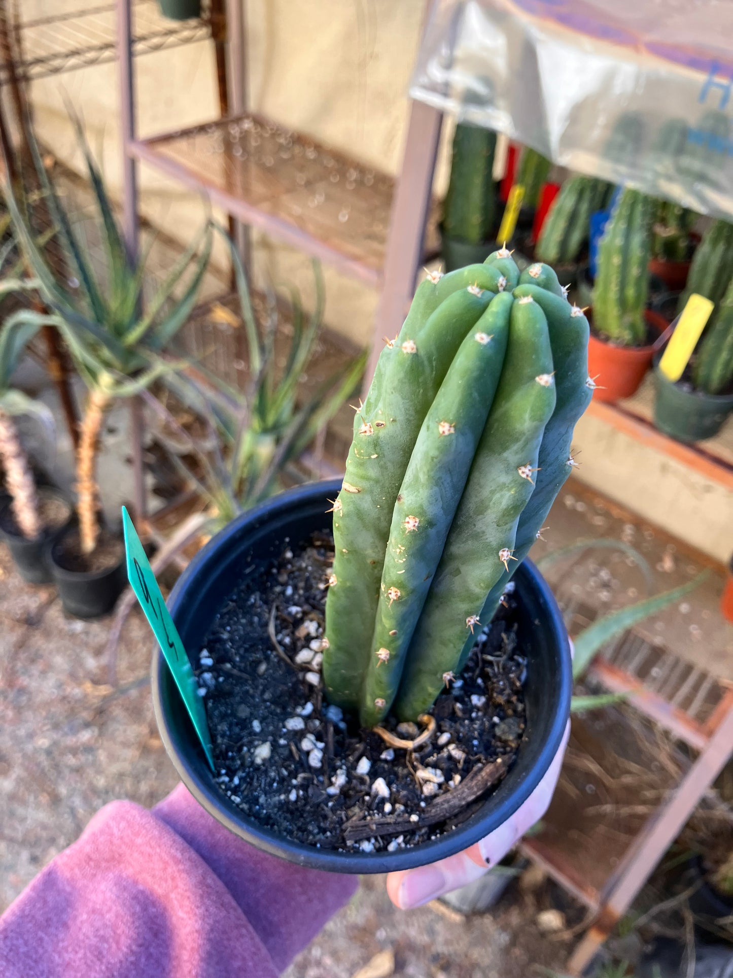 San Pedro Cactus - Trichocereus pachanoi 5"Tall #10P