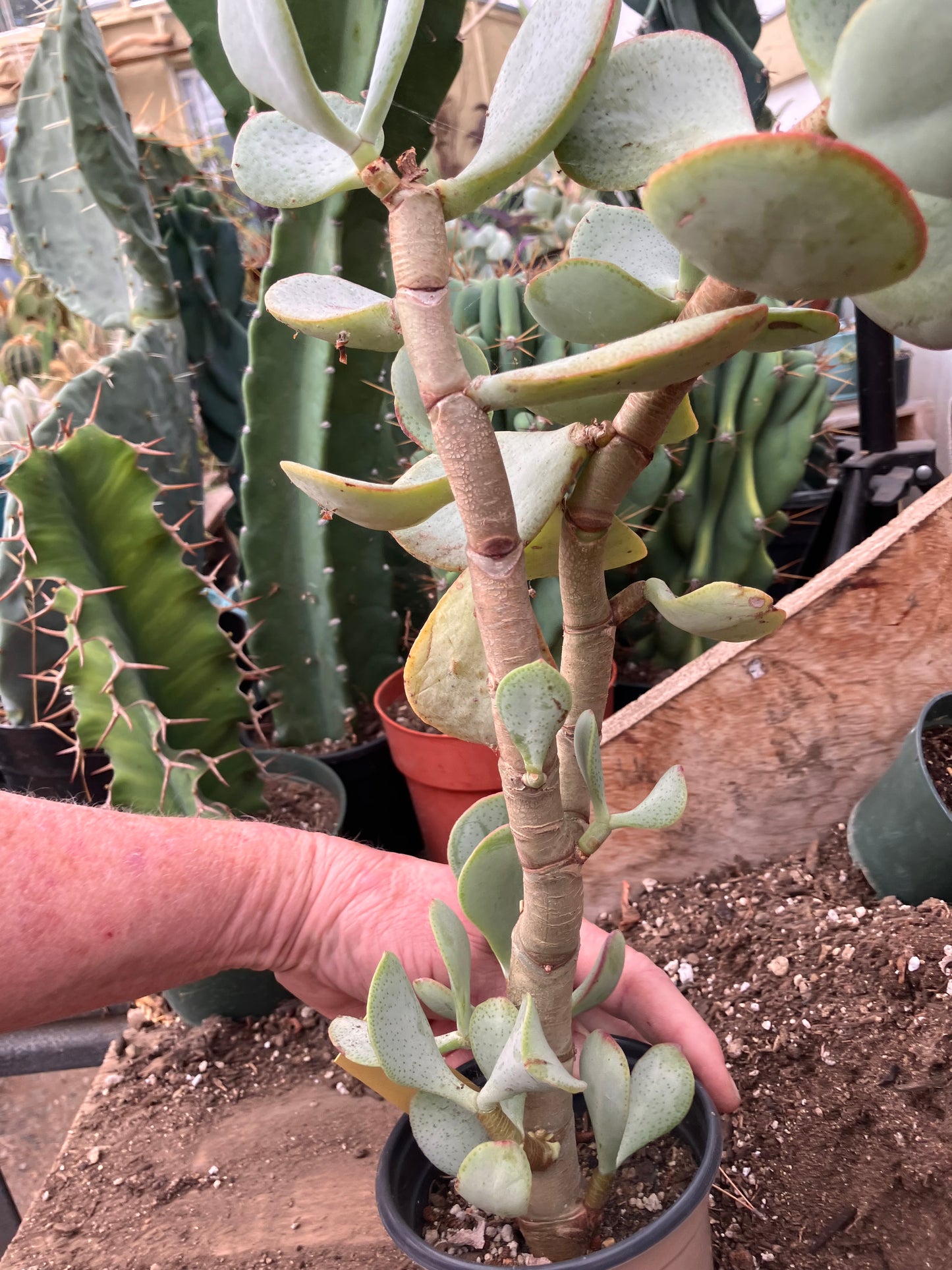 Crassula arborescens Silver Dollar 17"Tall #35Y