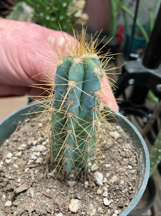 Pilosocereus Blue Azureus 3"Tall #10B