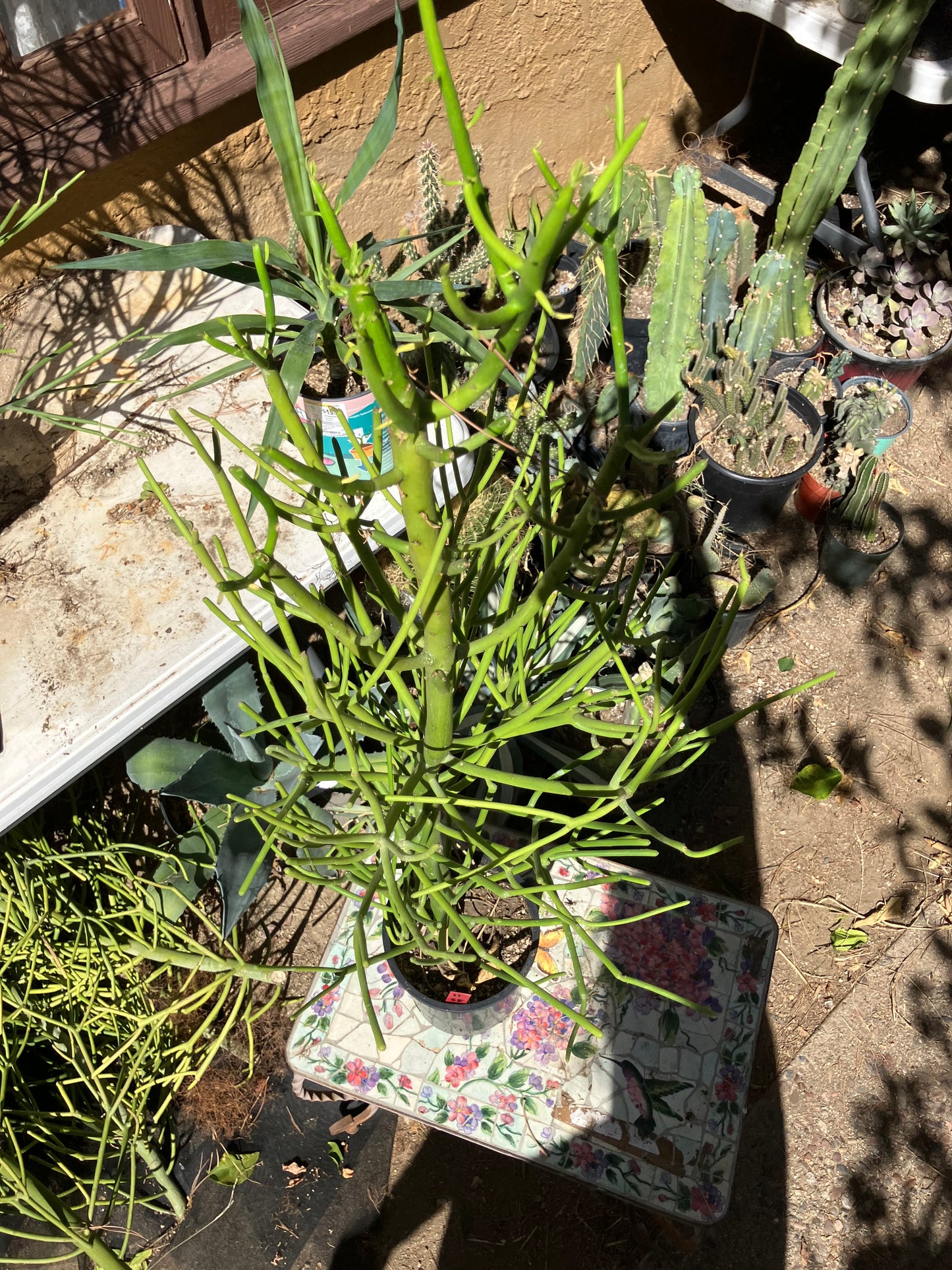 Euphorbia tirucalli Pencil Cactus/Succulent 38"Tall 14"Wide #11R